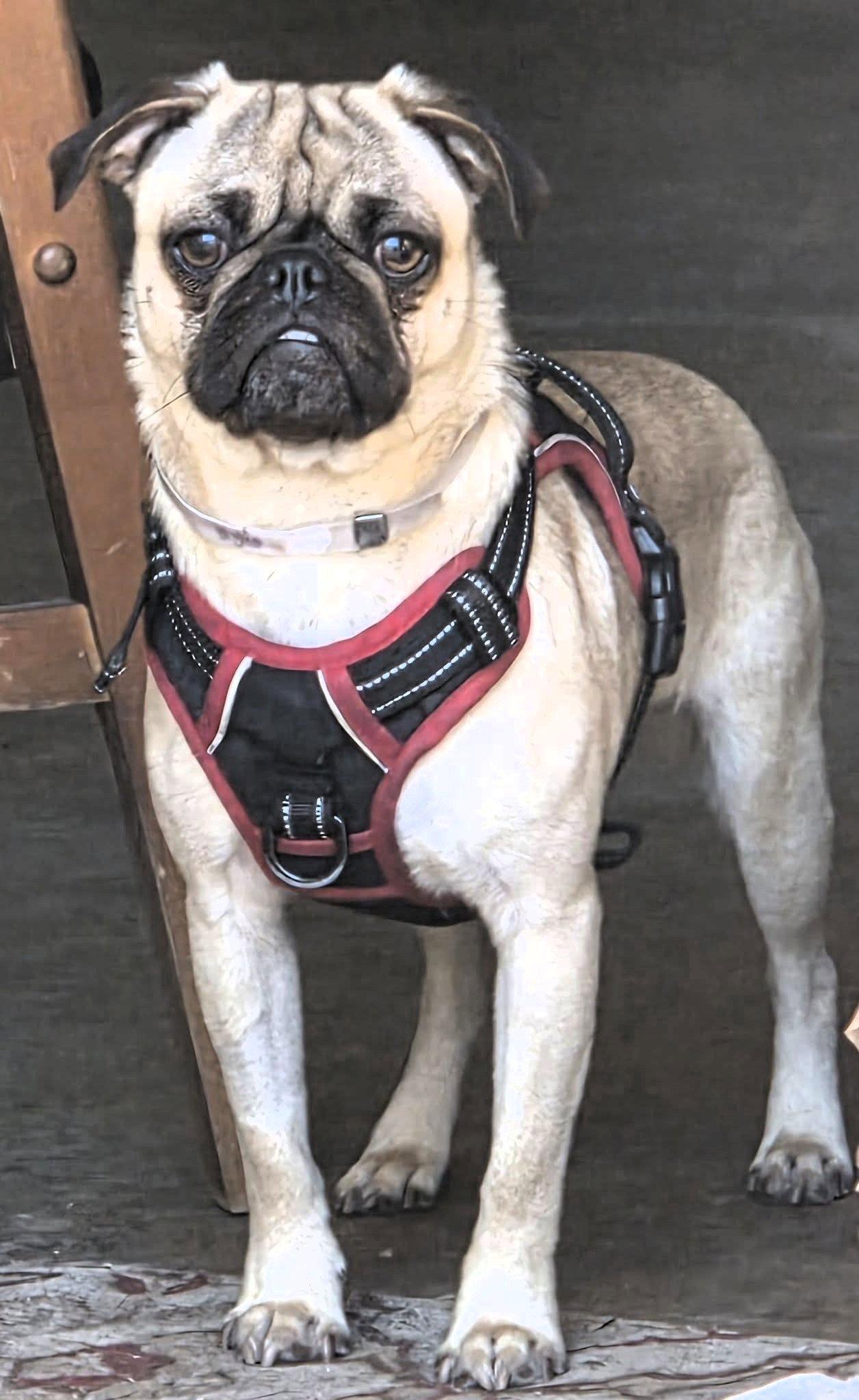 Enlarge Tuba, a Adoptable Pug in Pelham, MA image 3/3