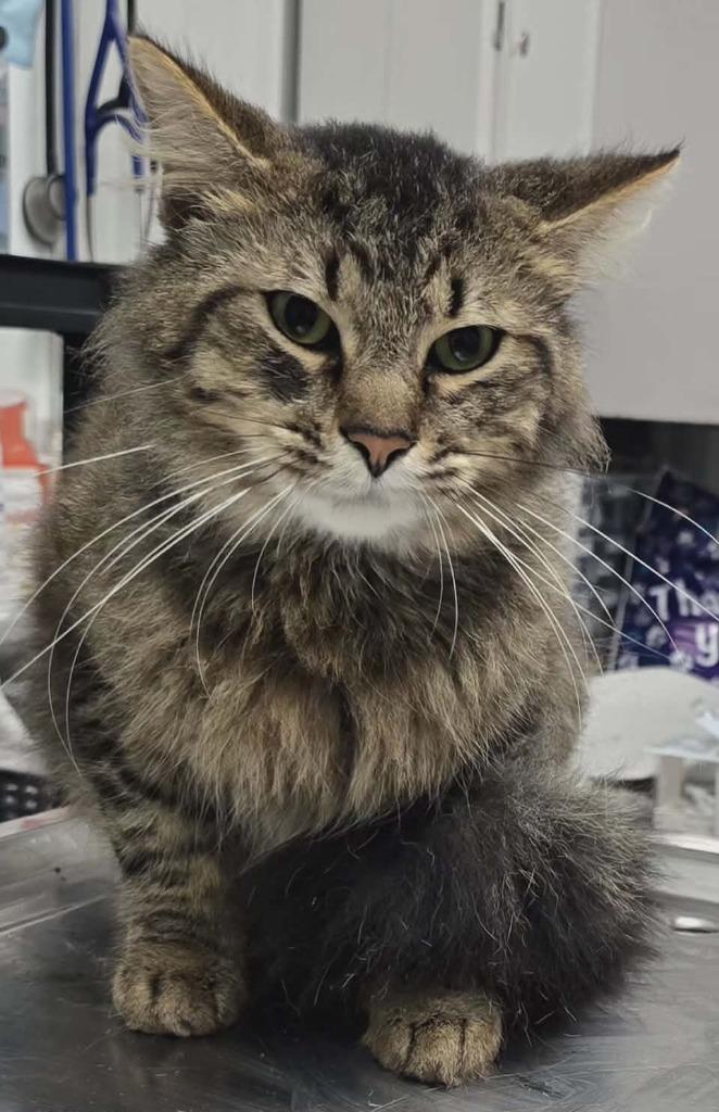 Enlarge Reece, a Adoptable mixed breed in Hillsdale, IN image 1/1