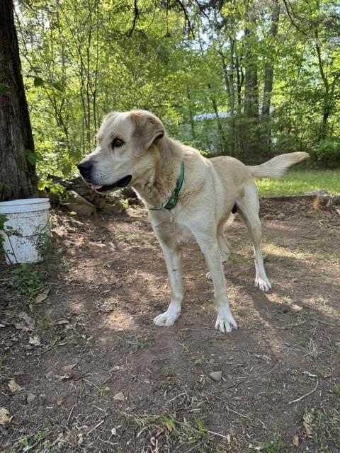 Enlarge Turbo Woofy, a Adoptable mixed breed in Woburn, MA image 4/4