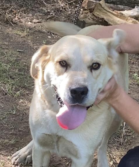 Enlarge Turbo Woofy, a Adoptable mixed breed in Woburn, MA image 1/4