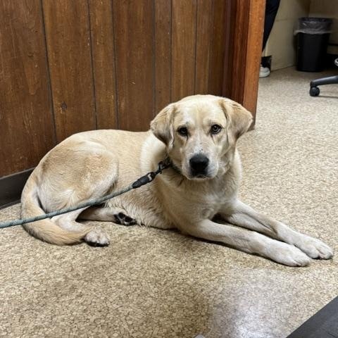 Enlarge Turbo Woofy, a Adoptable mixed breed in Woburn, MA image 2/4