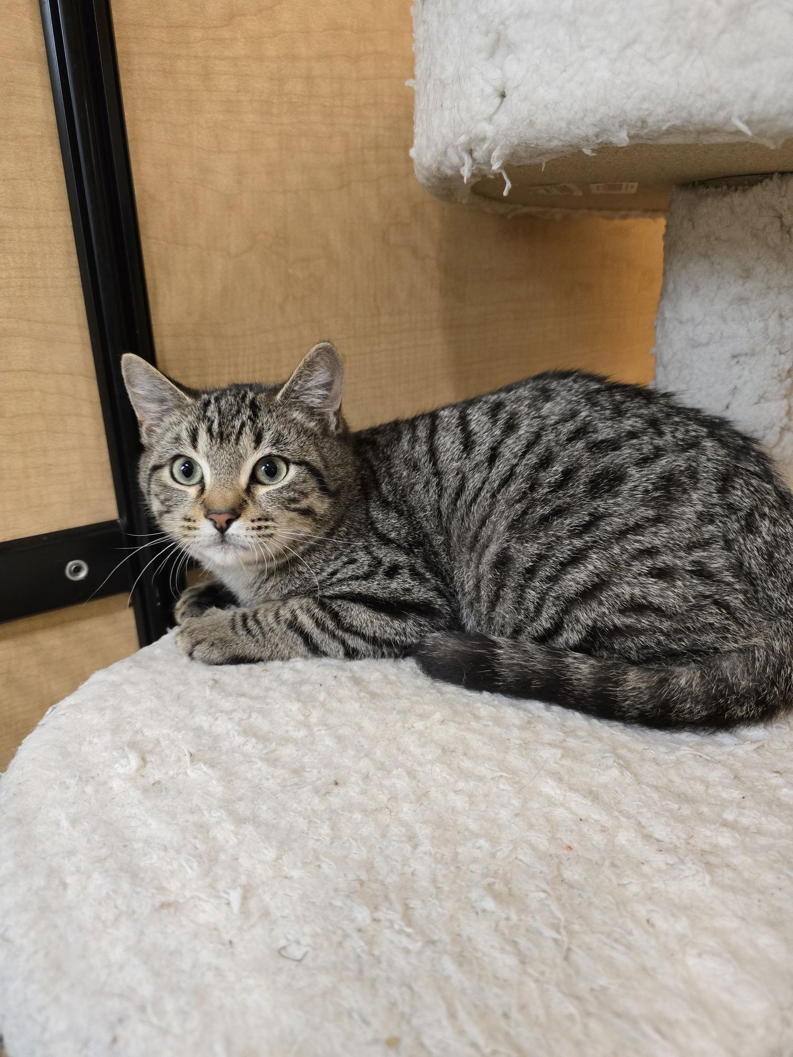 Enlarge Twizzler, a Adoptable Domestic Short Hair in Rowlett, TX image 1/3