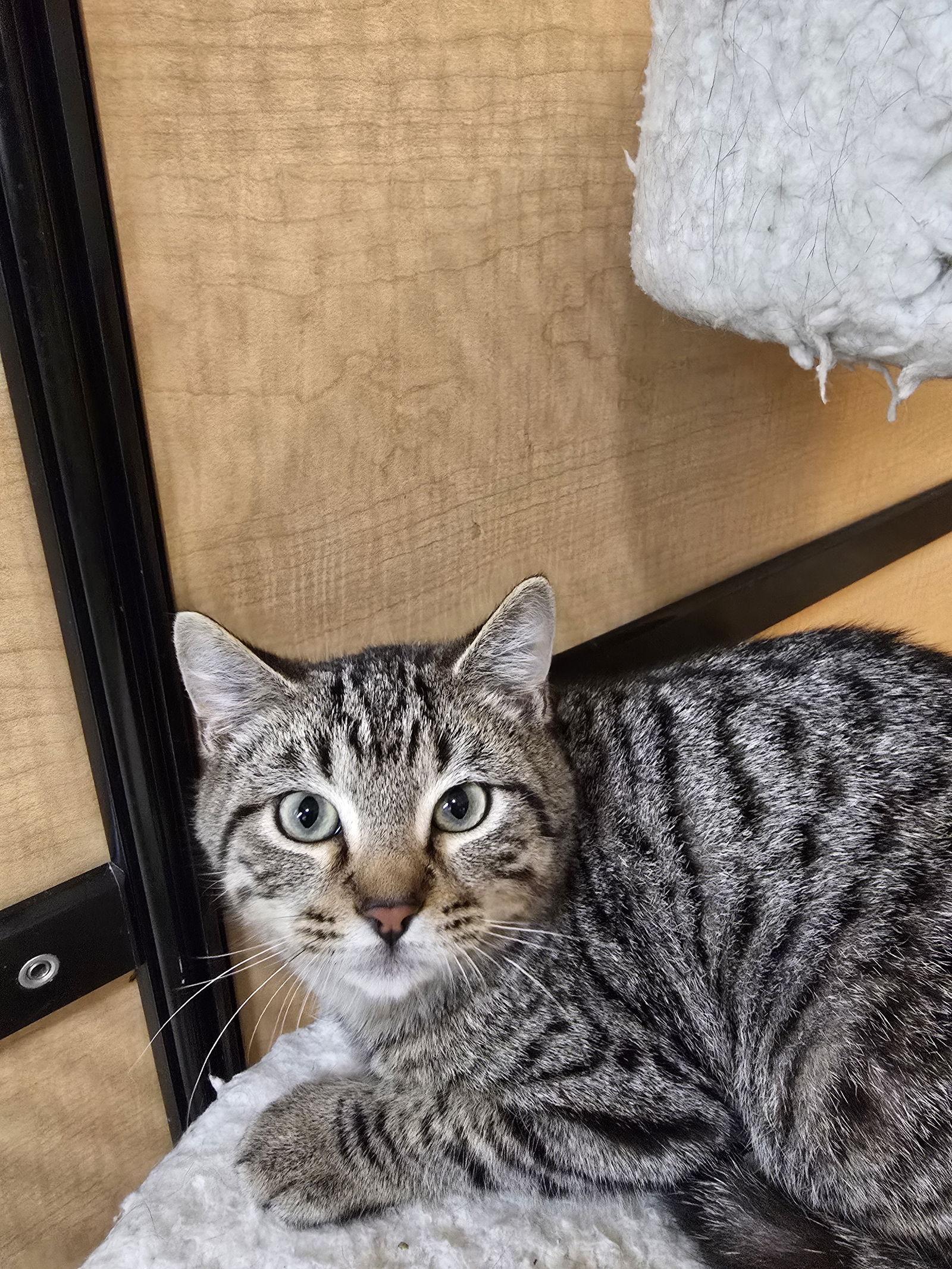 Enlarge Twizzler, a Adoptable Domestic Short Hair in Rowlett, TX image 2/3