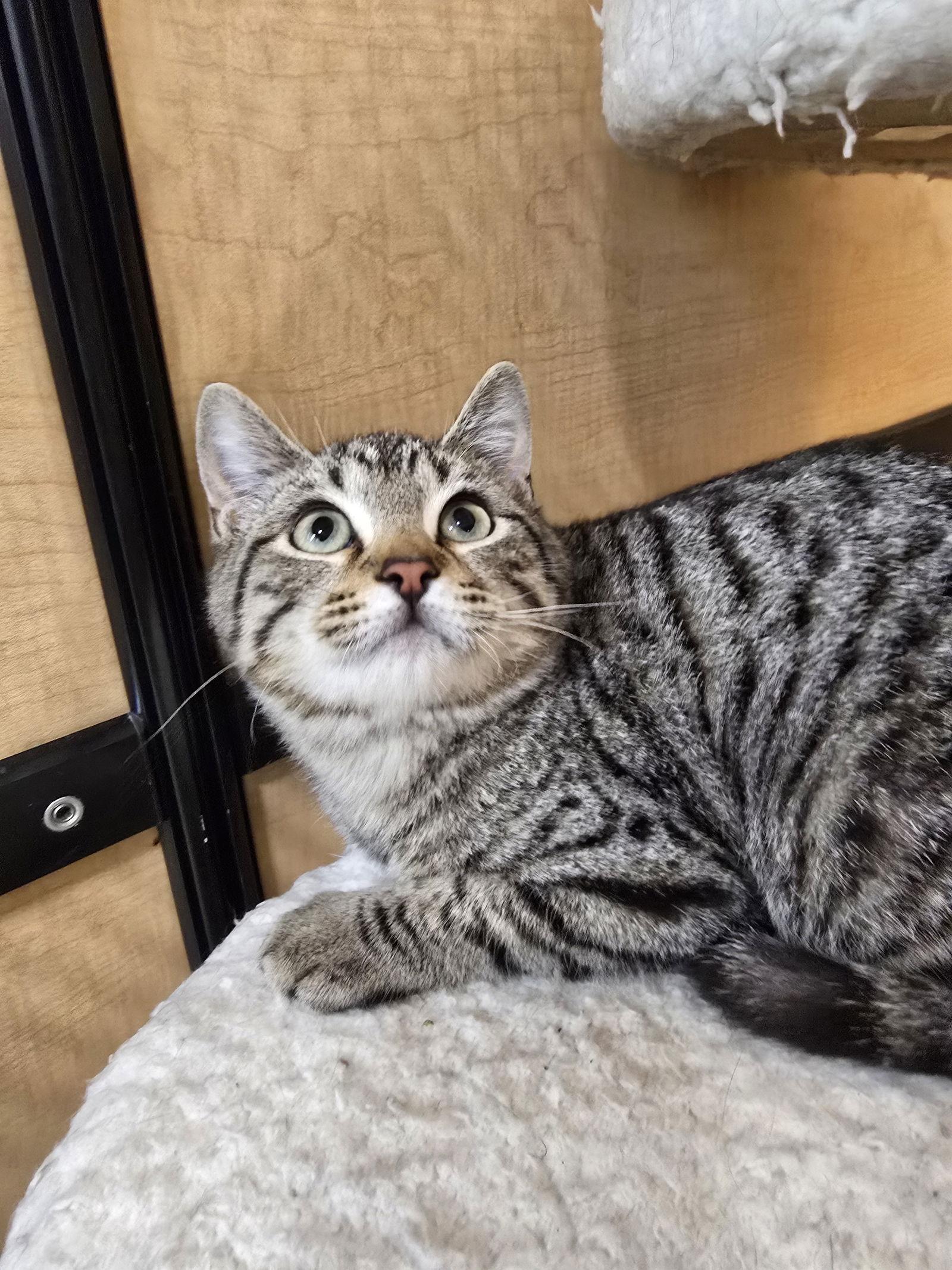 Enlarge Twizzler, a Adoptable Domestic Short Hair in Rowlett, TX image 3/3