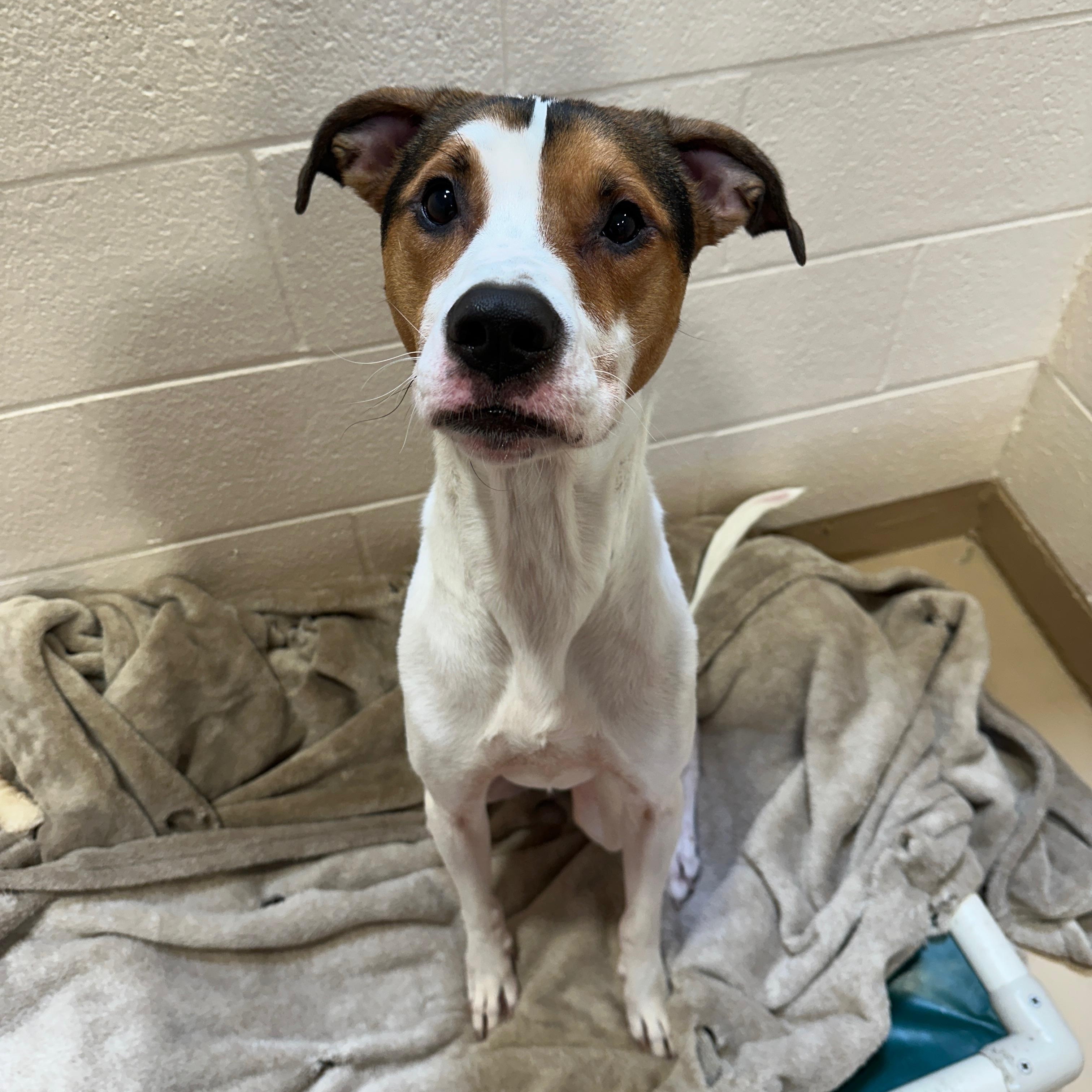 Snoopy, Adoptable, Adult Male American Foxhound & Jack Russell Terrier.