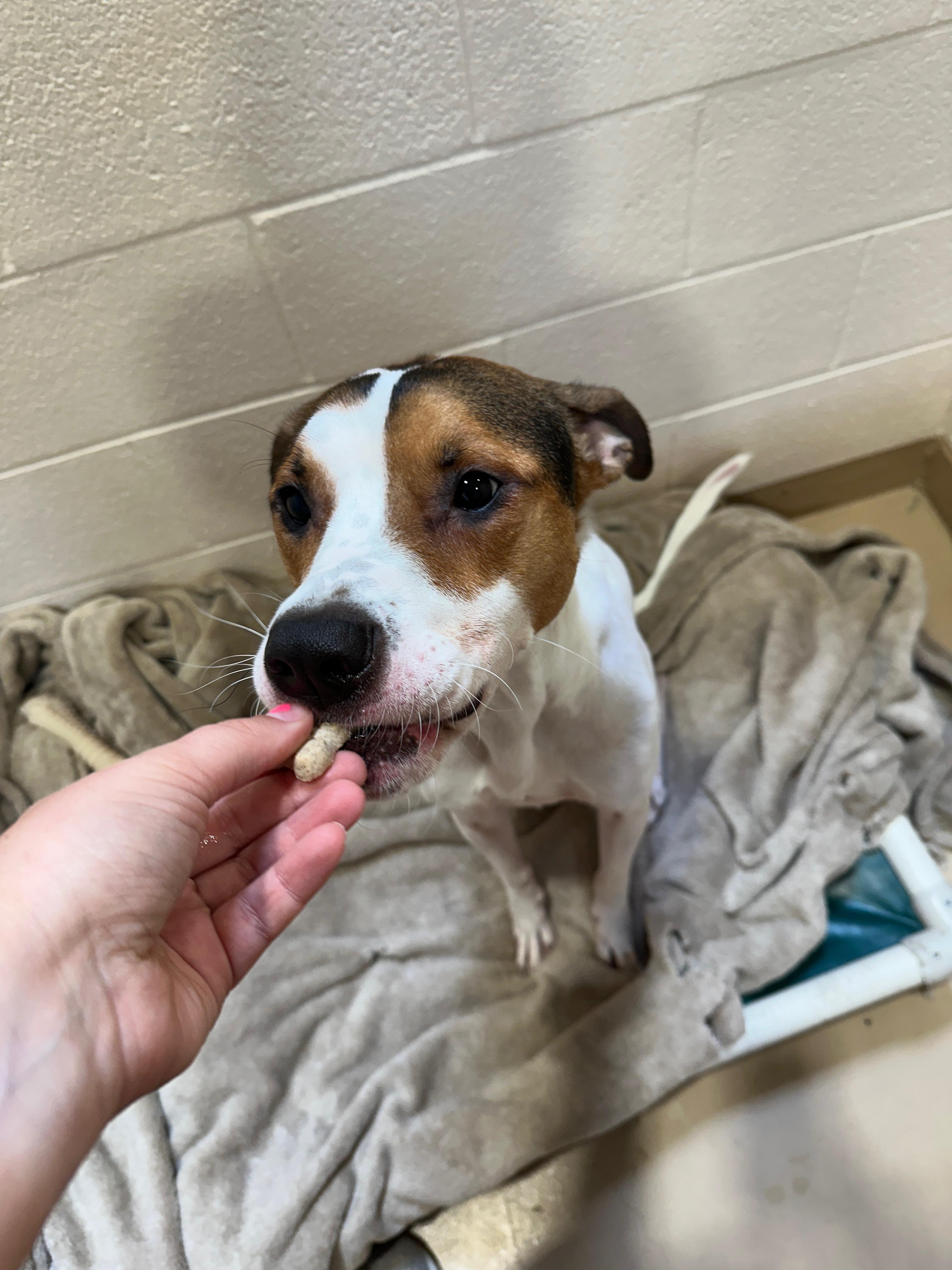 Snoopy, a Adoptable mixed breed in Troy, MI image 2/6