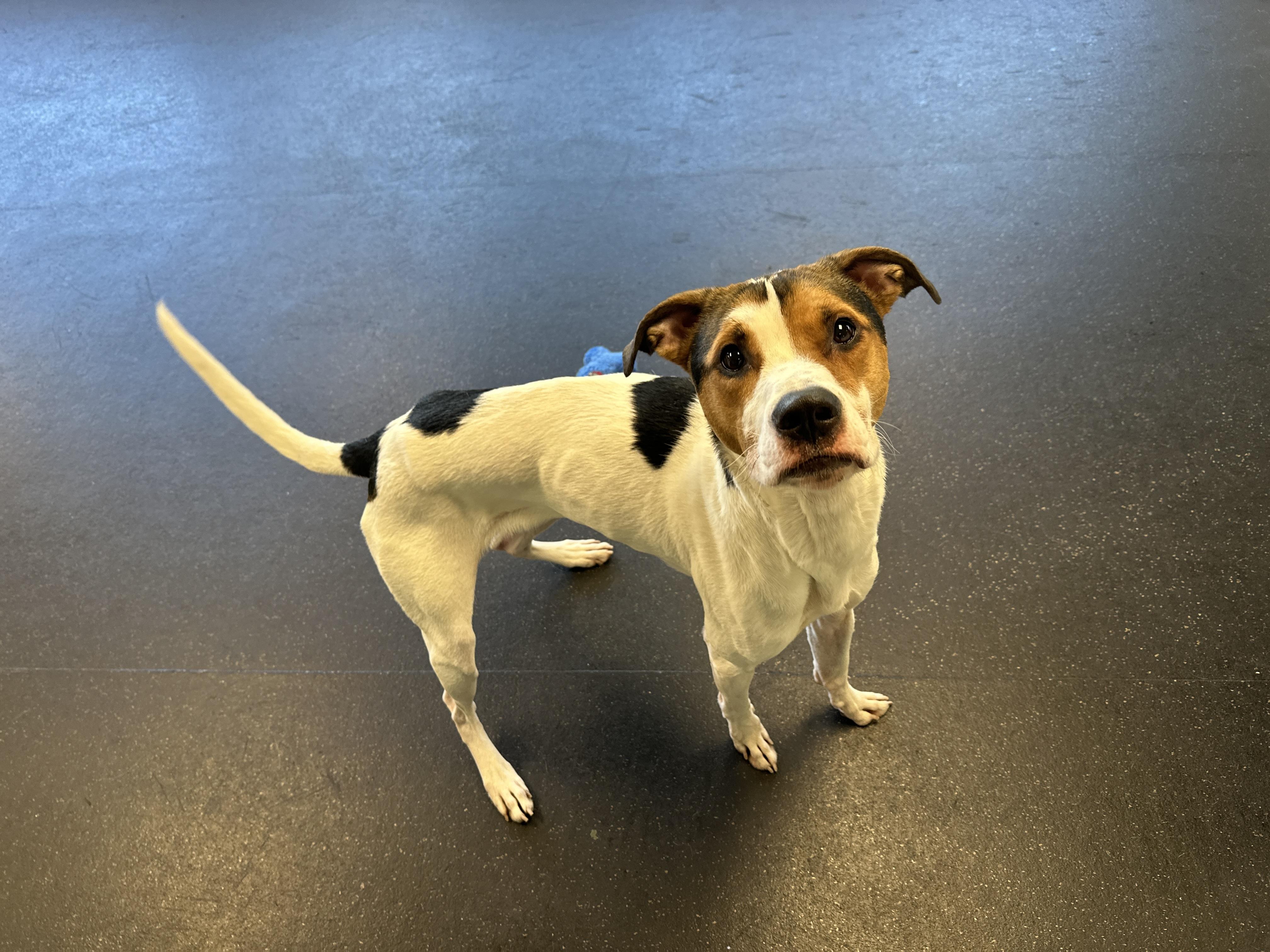 Snoopy, a Adoptable mixed breed in Troy, MI image 3/6