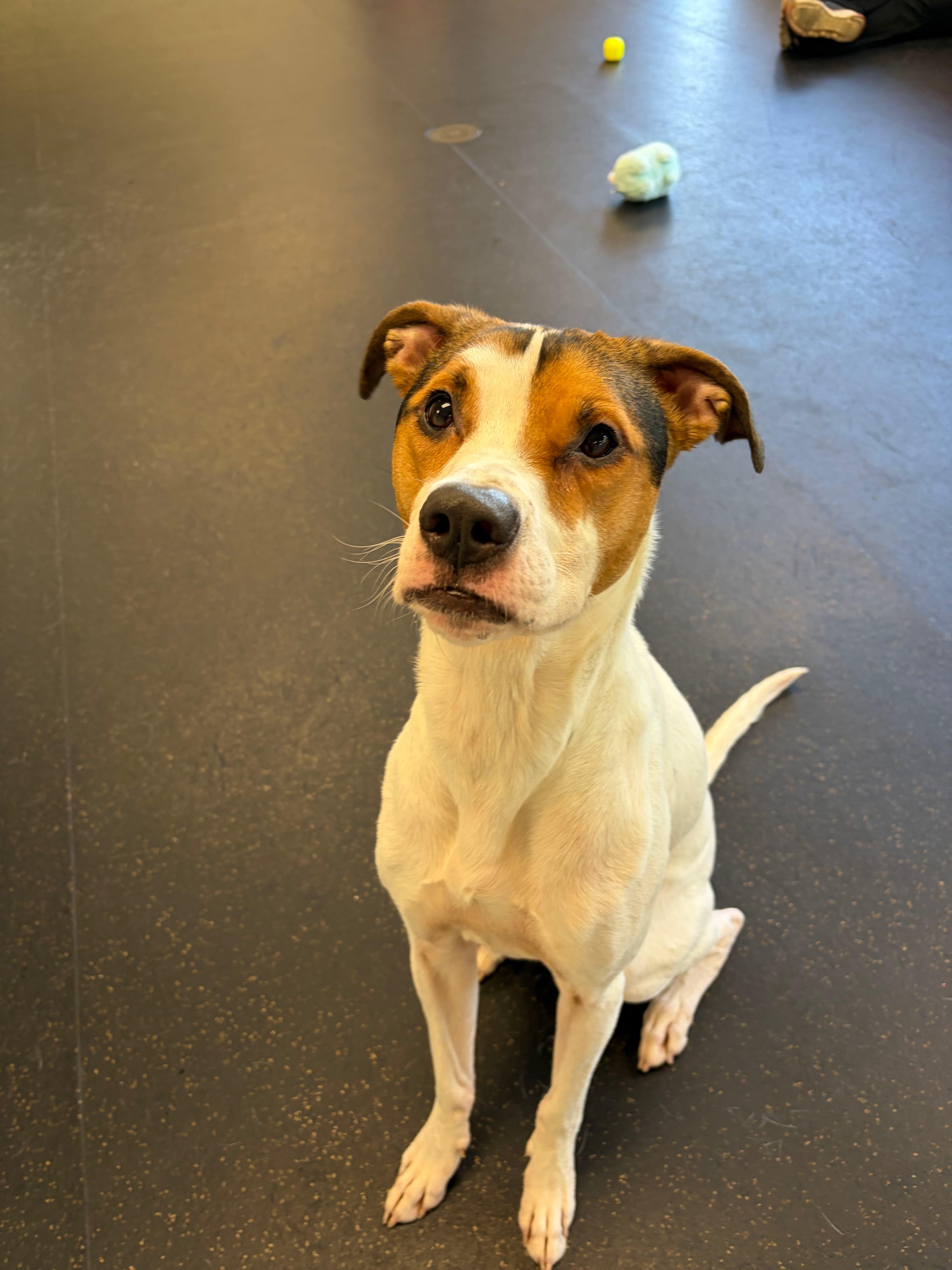 Snoopy, a Adoptable mixed breed in Troy, MI image 4/6