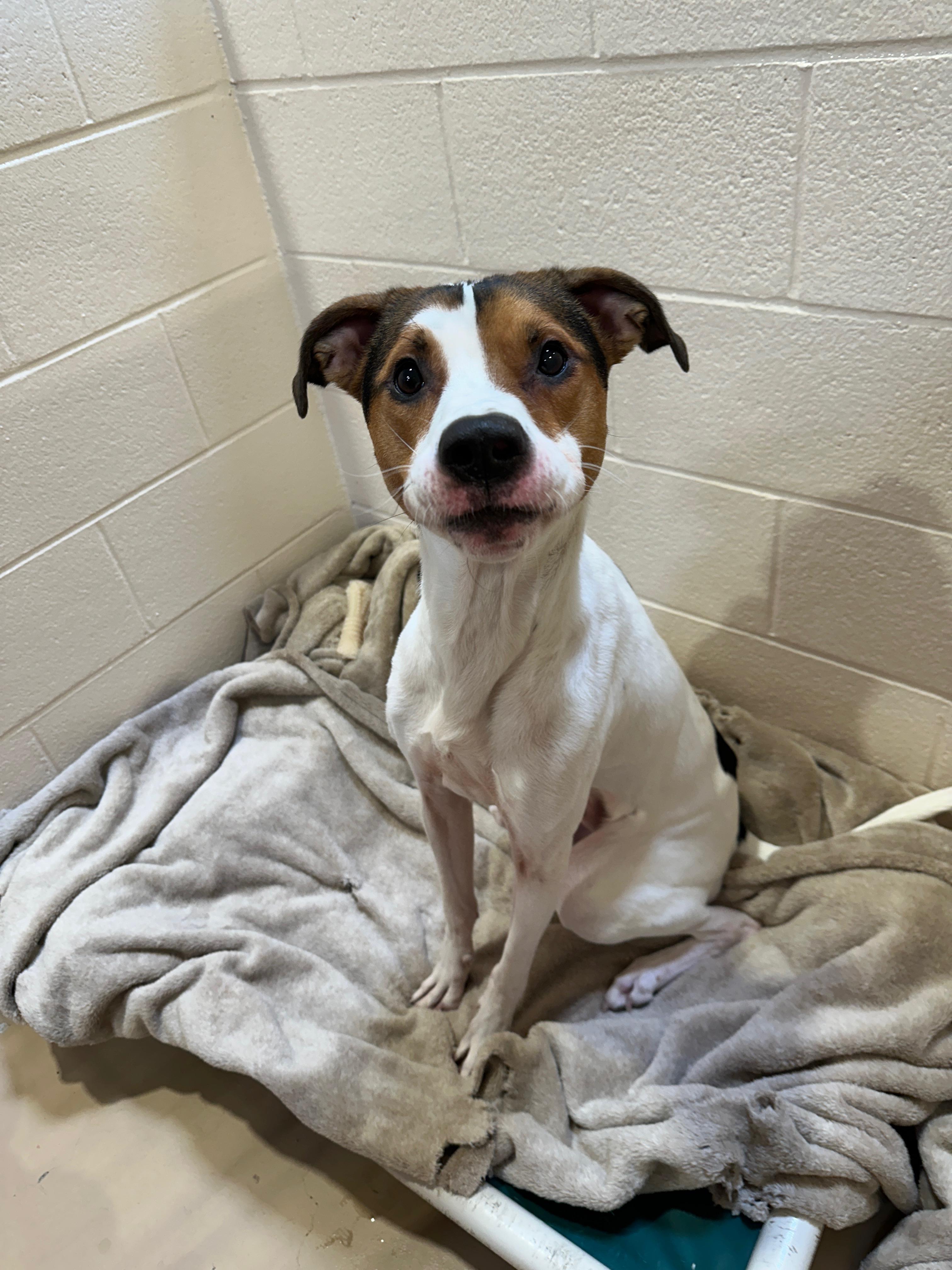 Snoopy, a Adoptable mixed breed in Troy, MI image 5/6