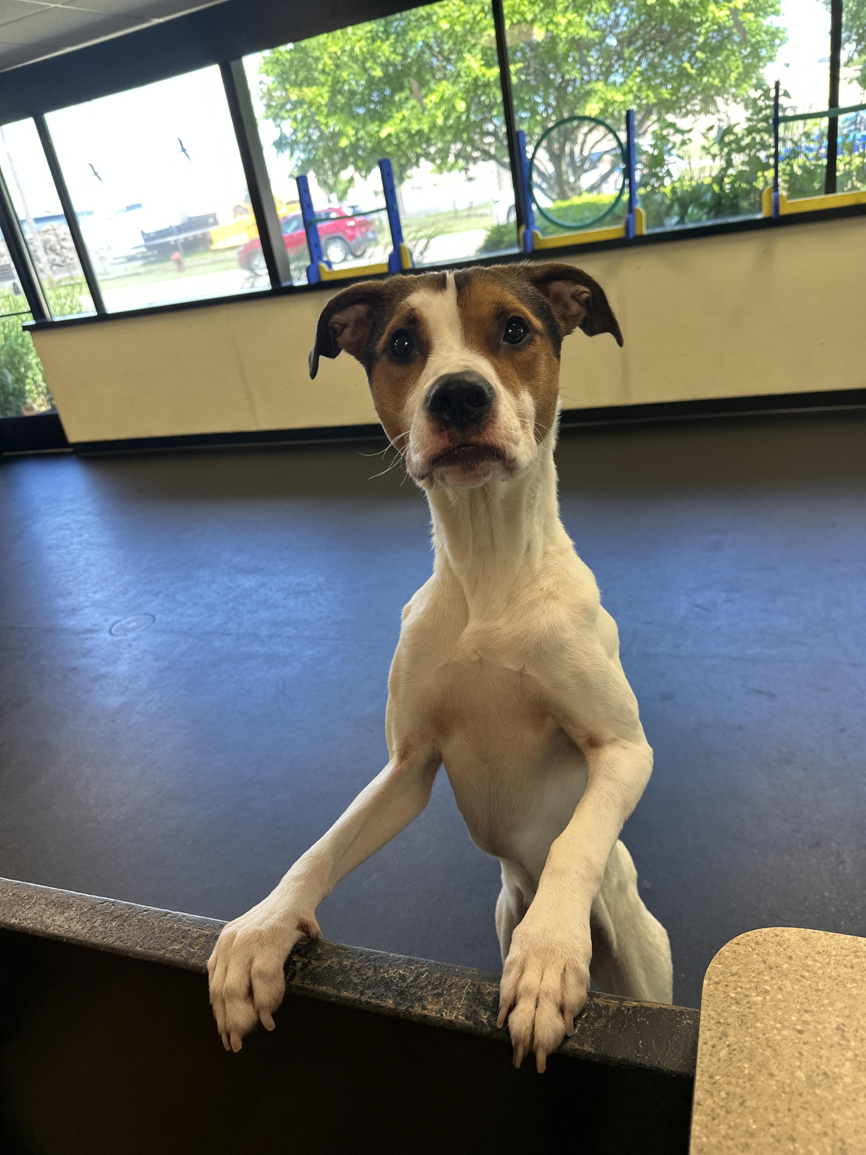 Snoopy, a Adoptable mixed breed in Troy, MI image 6/6