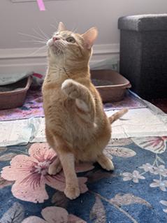 Dorito, Adoptable, Young Female Domestic Short Hair & Tabby.