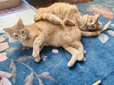 Enlarge Dorito, a Adoptable mixed breed in San Francisco, CA image 2/6