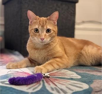 Enlarge Dorito, a Adoptable mixed breed in San Francisco, CA image 3/6