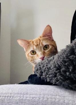 Enlarge Dorito, a Adoptable mixed breed in San Francisco, CA image 4/6