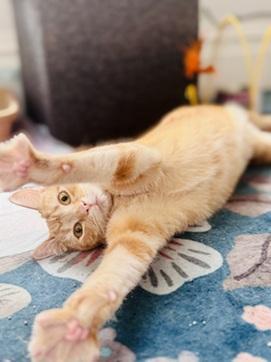 Enlarge Dorito, a Adoptable mixed breed in San Francisco, CA image 5/6
