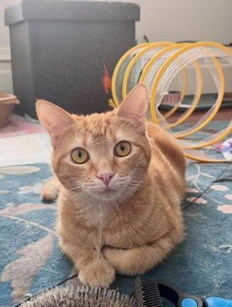 Enlarge Dorito, a Adoptable mixed breed in San Francisco, CA image 6/6