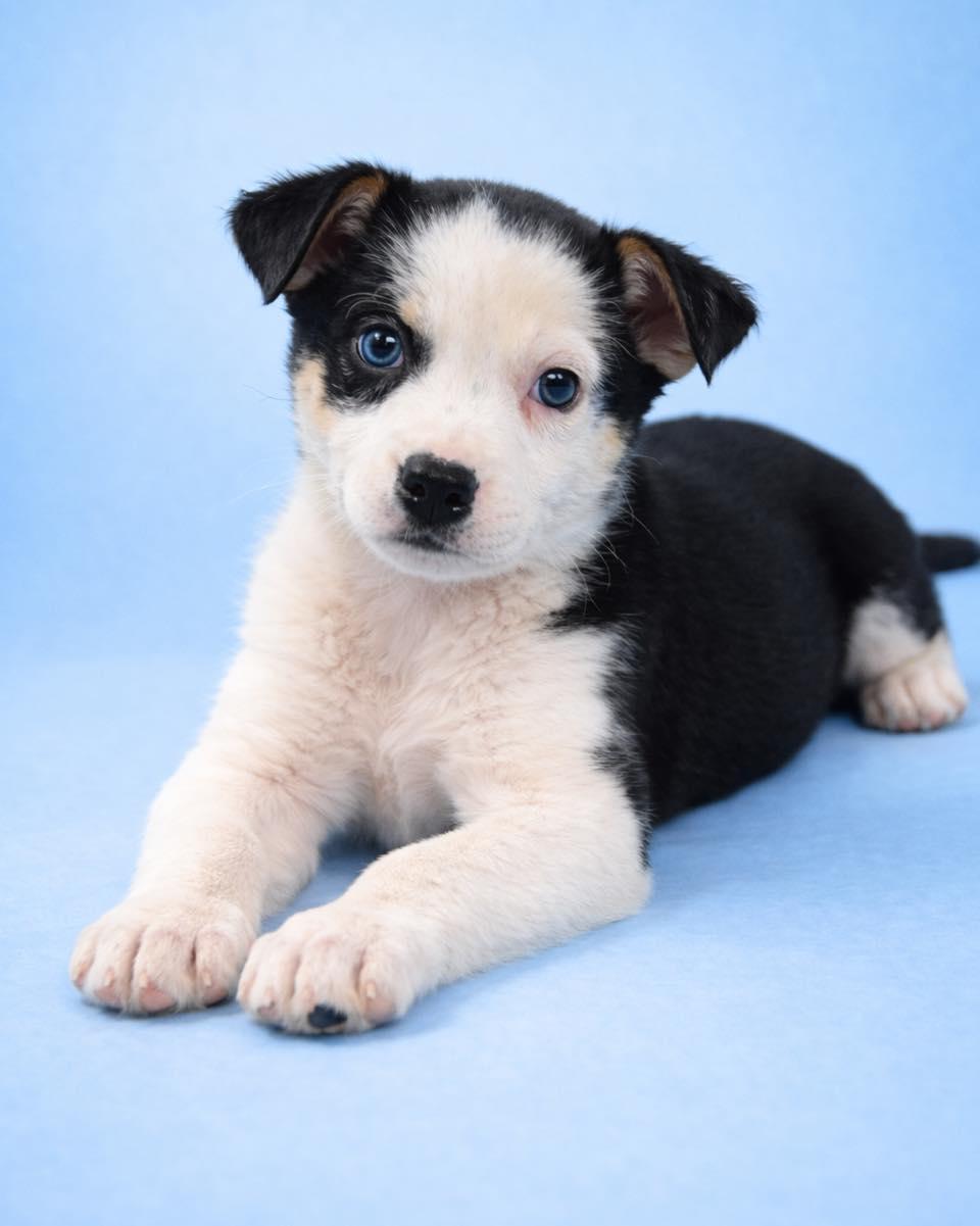 Broccoli Cheddar, Adoptable, Puppy Female Australian Shepherd.