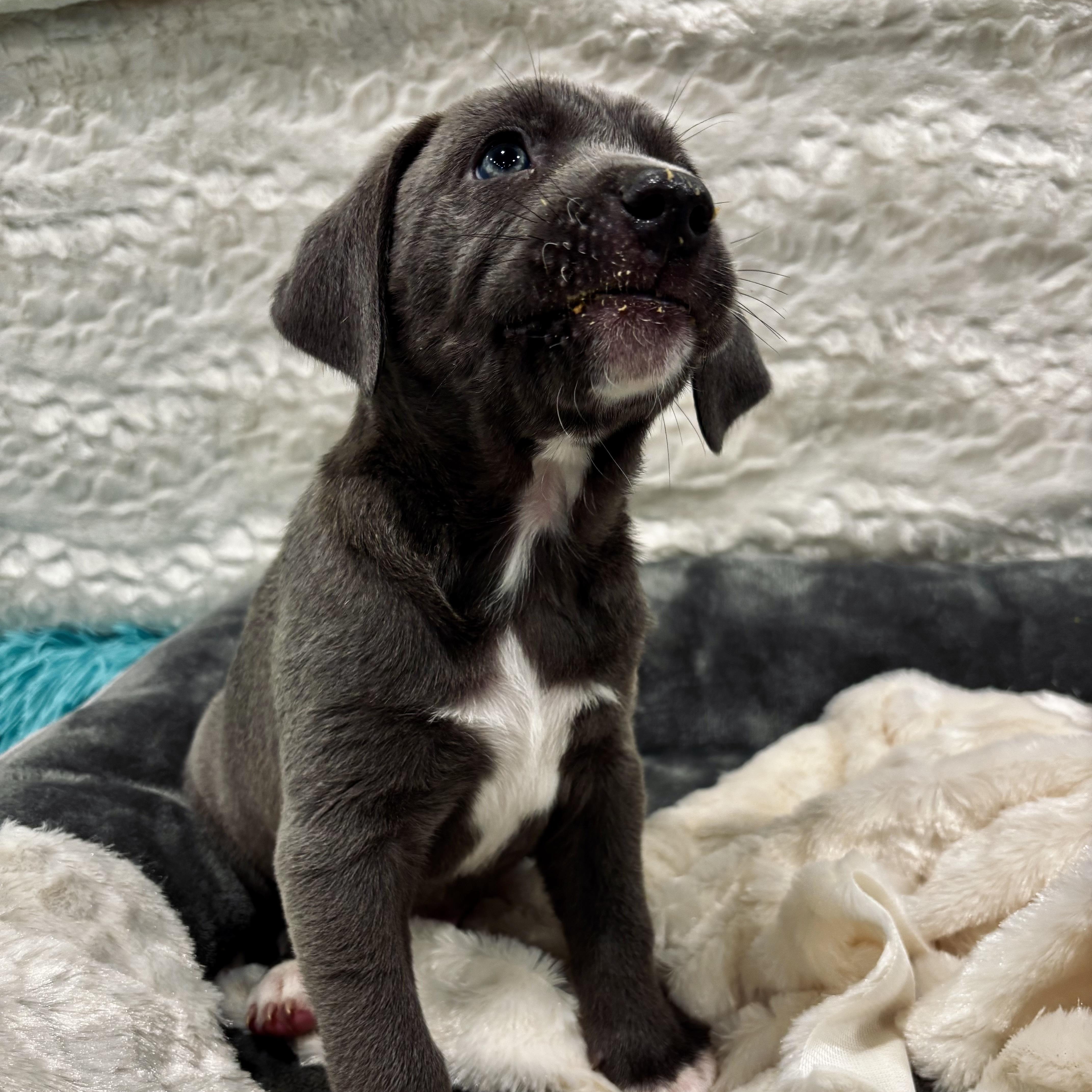 Henry Viii thumbnail 2