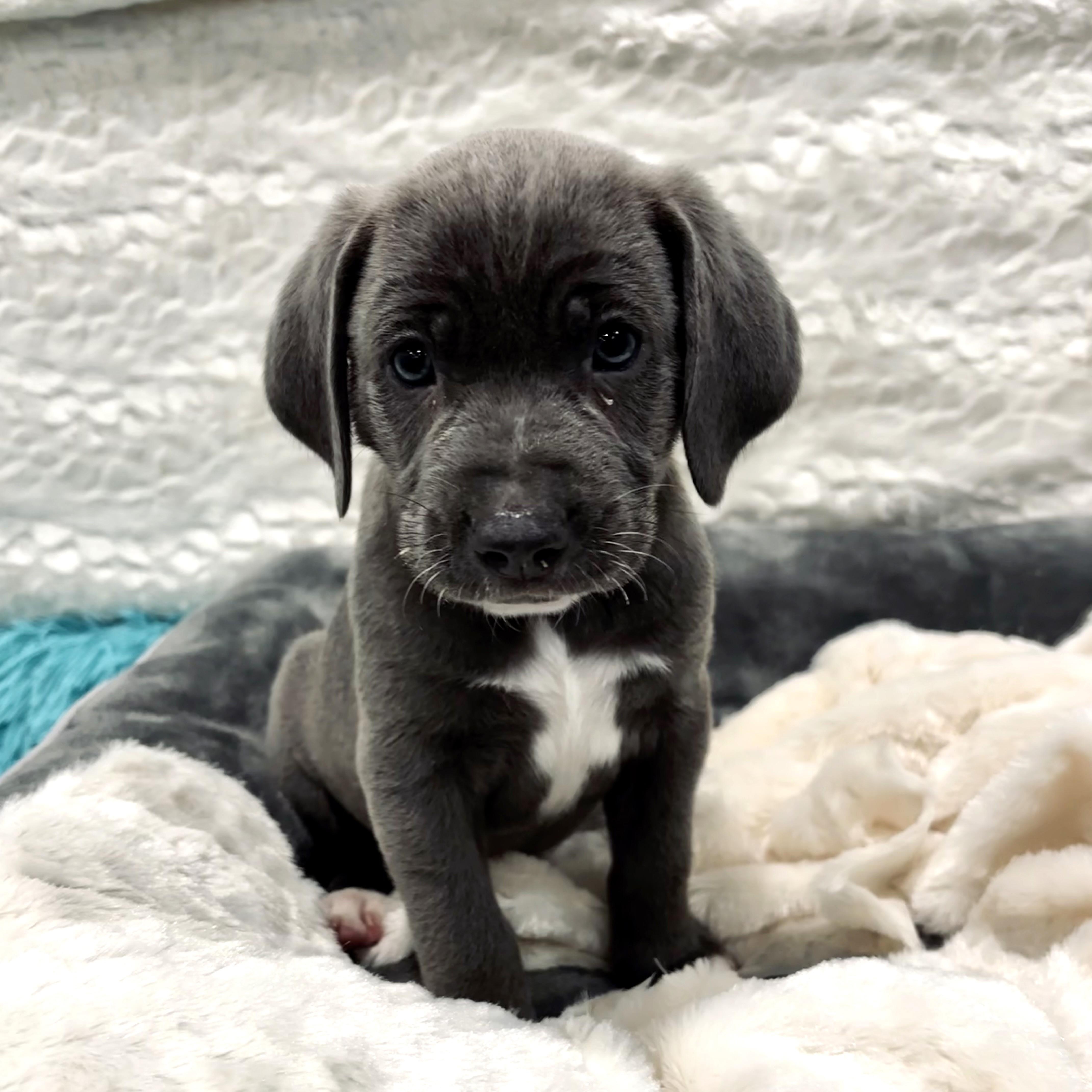 Henry Viii thumbnail 3