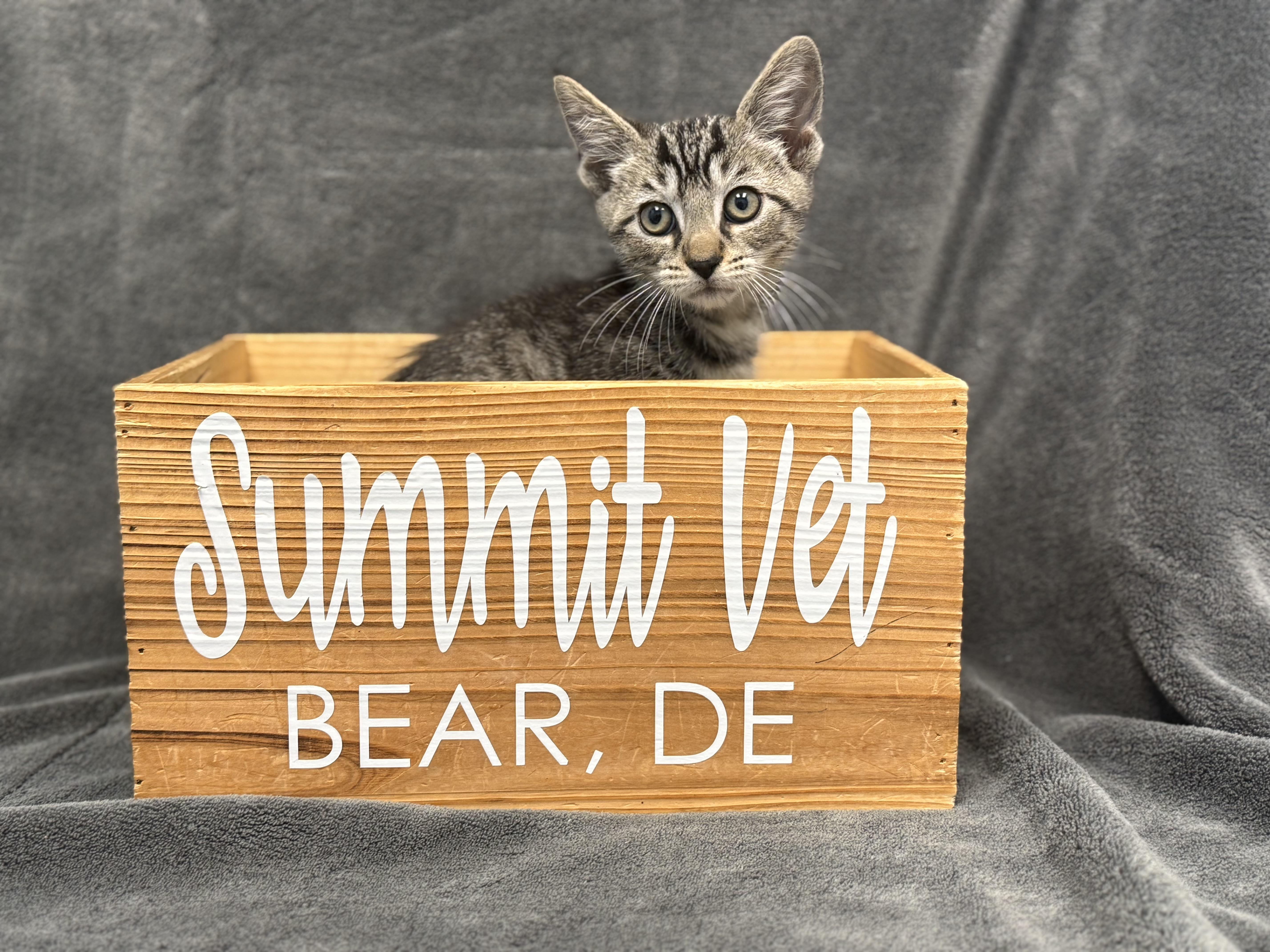 Enlarge Hydrus, a Adoptable Domestic Short Hair in Bear, DE image 1/1