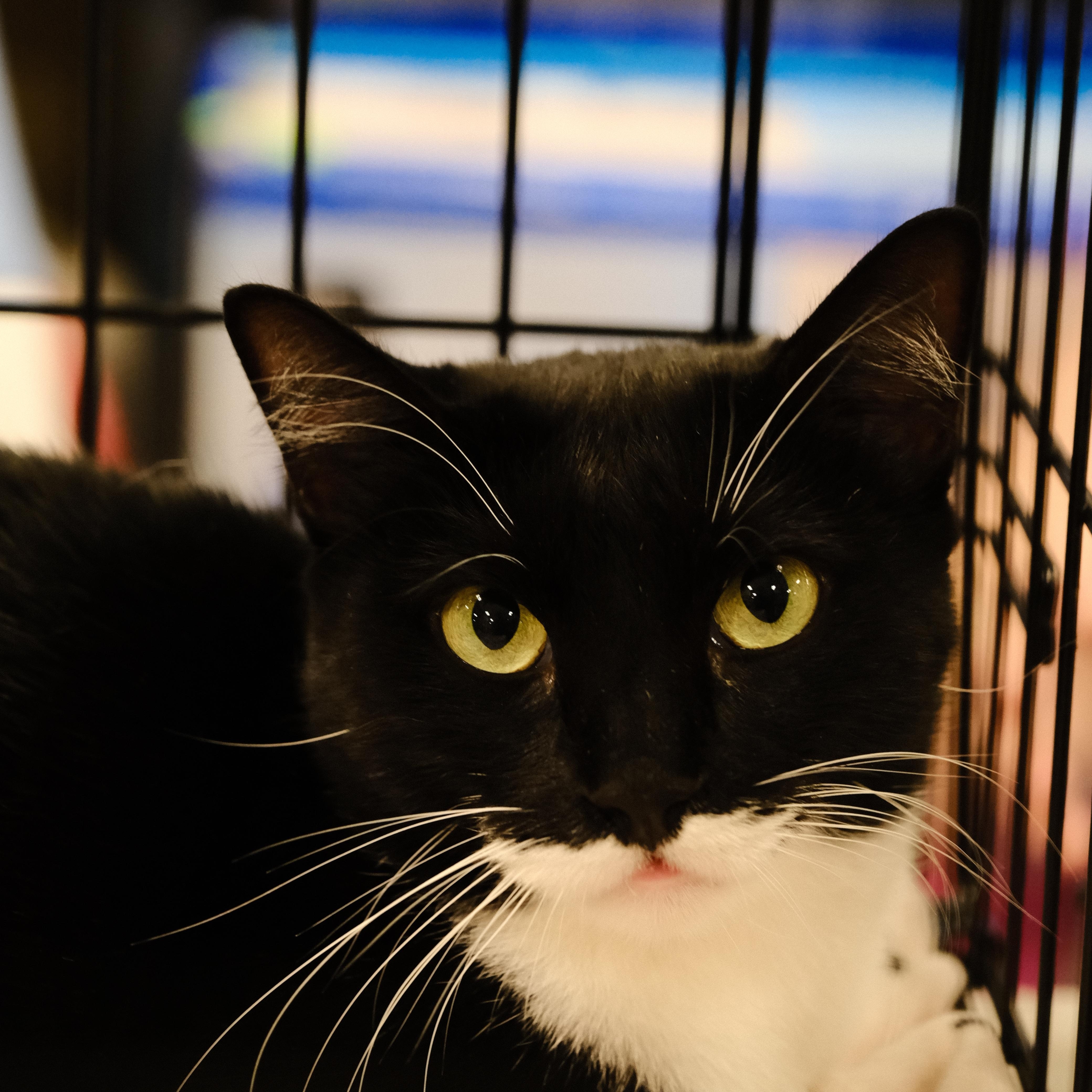 Evi (Central Texas), a Adoptable Tuxedo image 5/6