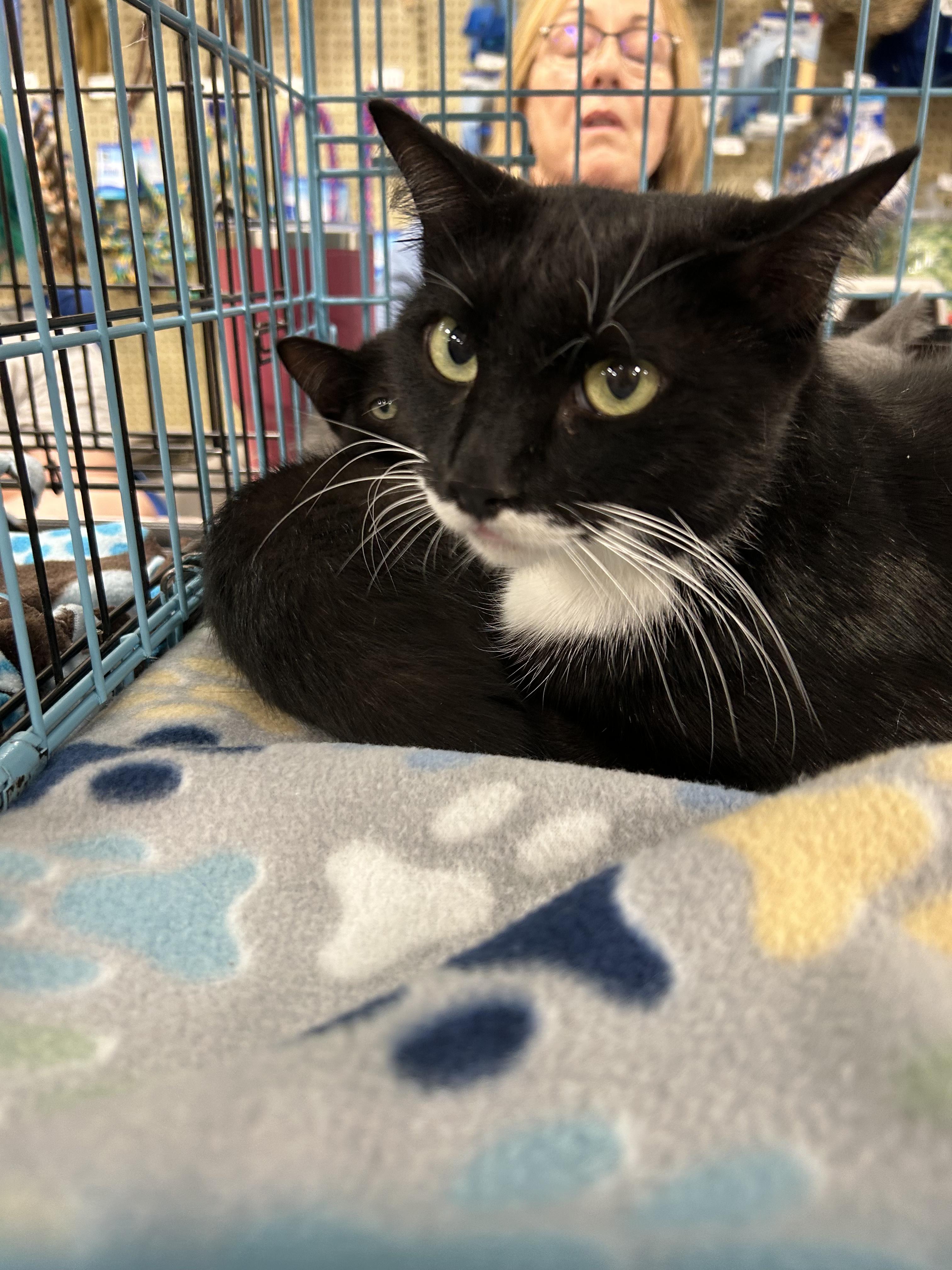 Evi (Central Texas), a Adoptable Tuxedo image 6/6