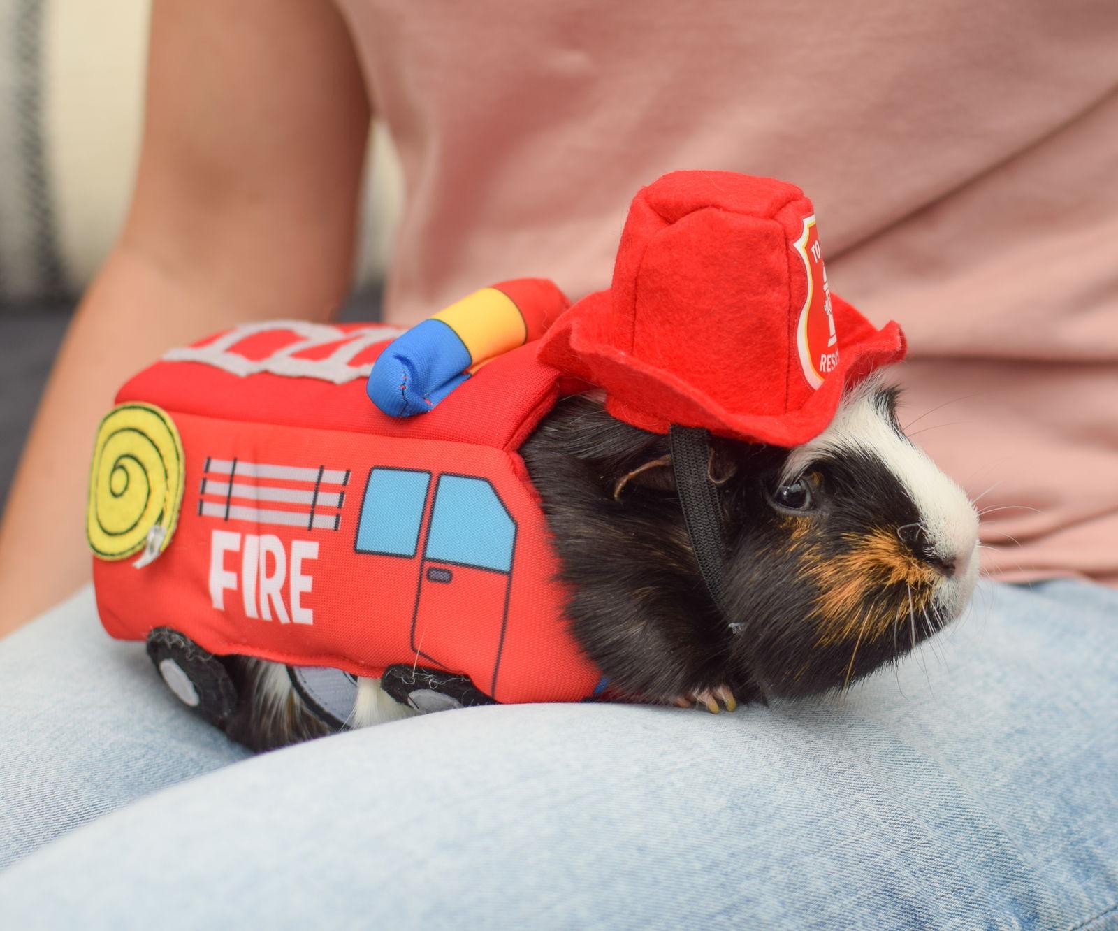Enlarge Clarence, a Adoptable Guinea Pig in Hockessin, DE image 1/3