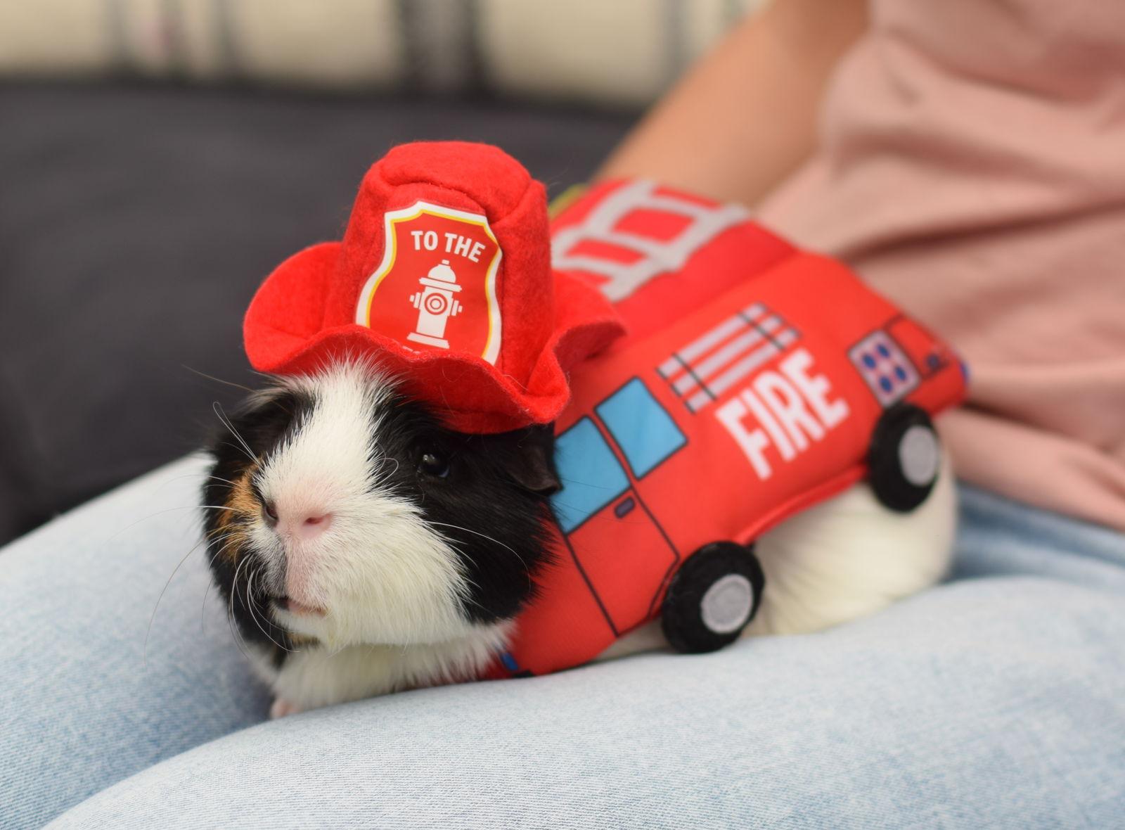 Enlarge Clarence, a Adoptable Guinea Pig in Hockessin, DE image 2/3