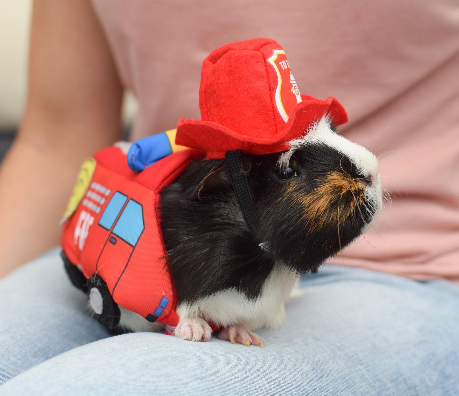 Enlarge Clarence, a Adoptable Guinea Pig in Hockessin, DE image 3/3