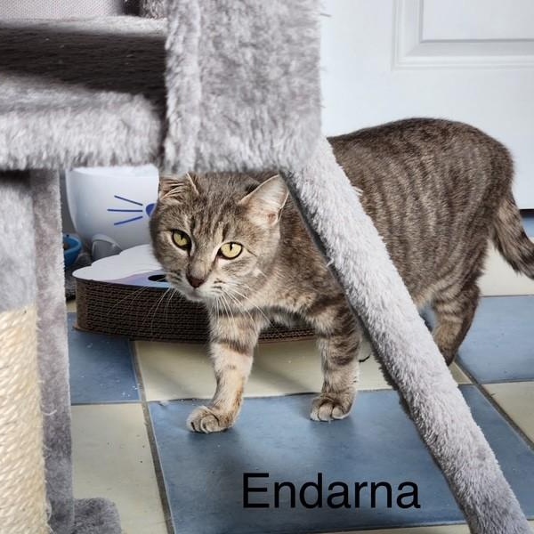 Endarna 3