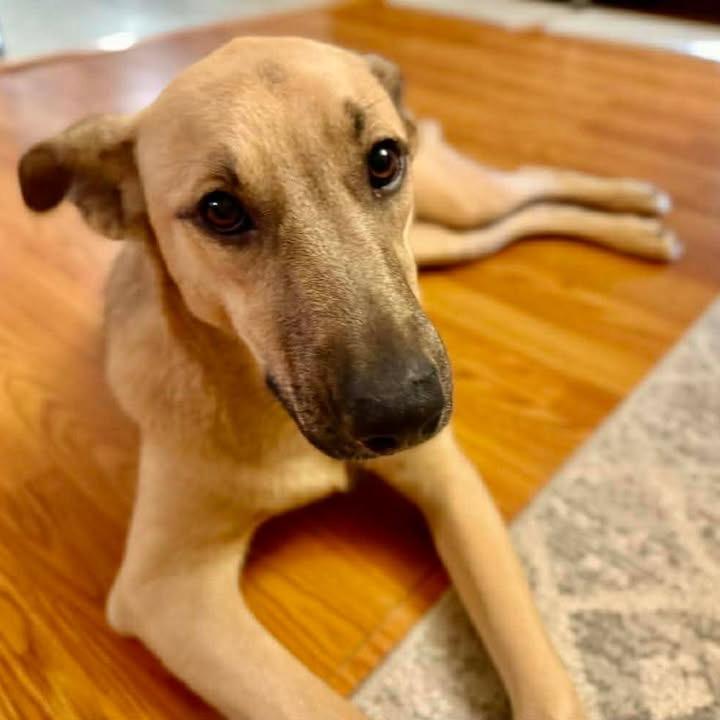 Fig, a Adoptable mixed breed in Jersey City, NJ image 1/6