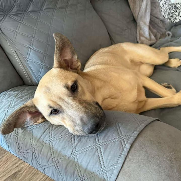 Fig, a Adoptable mixed breed in Jersey City, NJ image 2/6