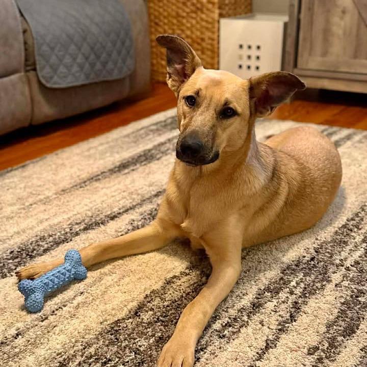 Fig, a Adoptable mixed breed in Jersey City, NJ image 3/6