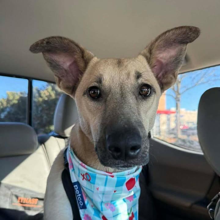 Fig, a Adoptable mixed breed in Jersey City, NJ image 4/6