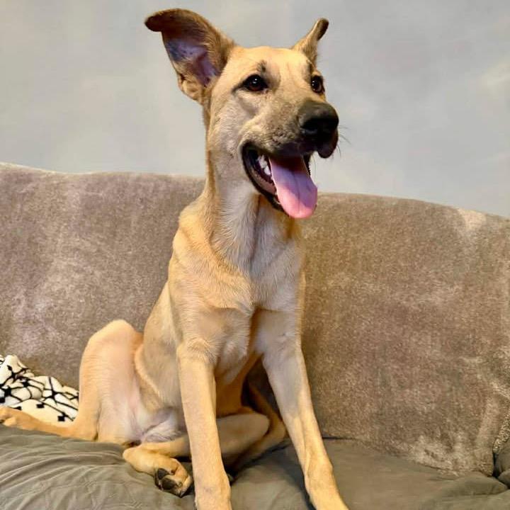 Fig, a Adoptable mixed breed in Jersey City, NJ image 6/6