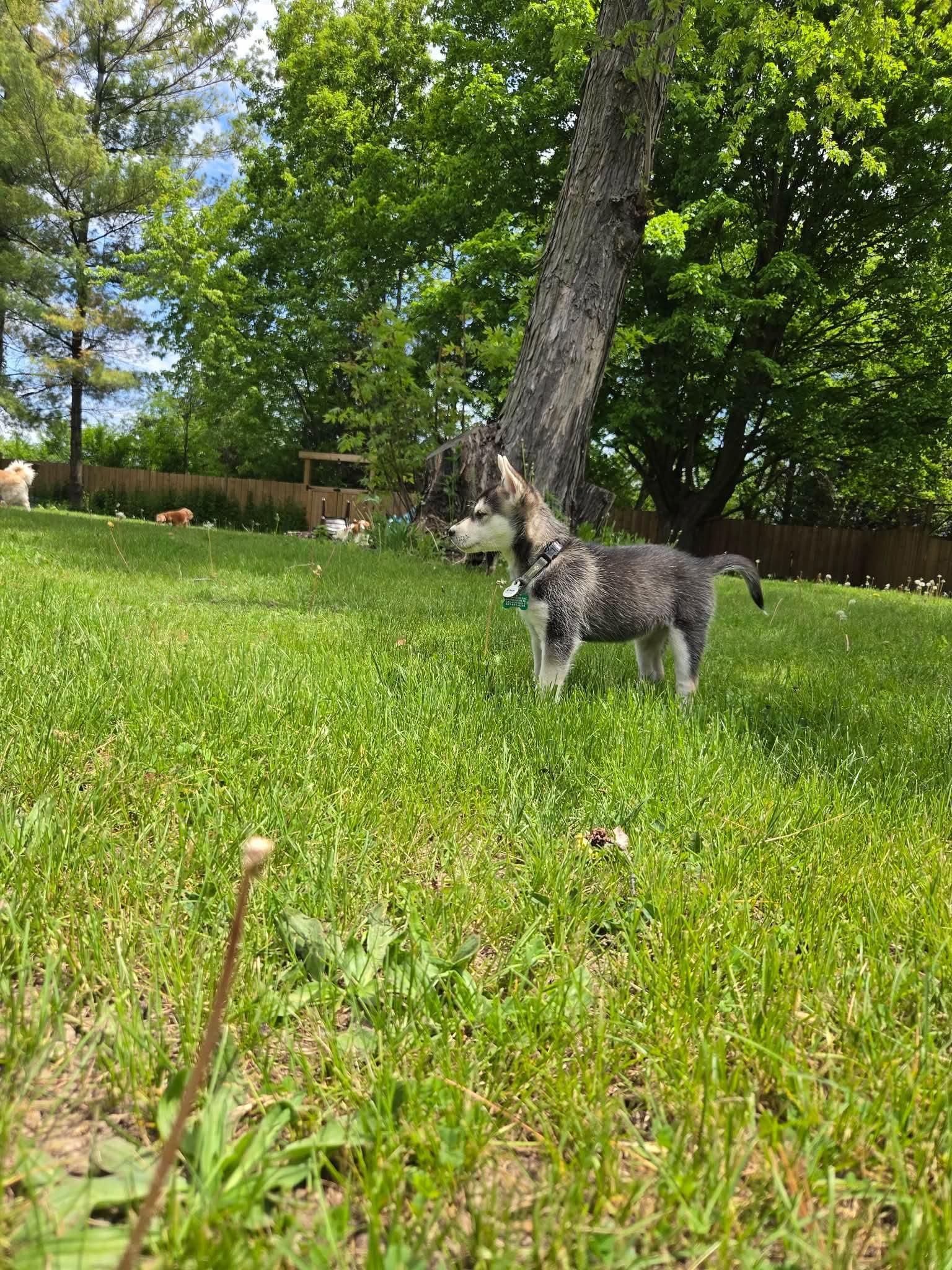 Enlarge Rosie, a ADOPTABLE mixed breed in Newmarket , ON image 3/4