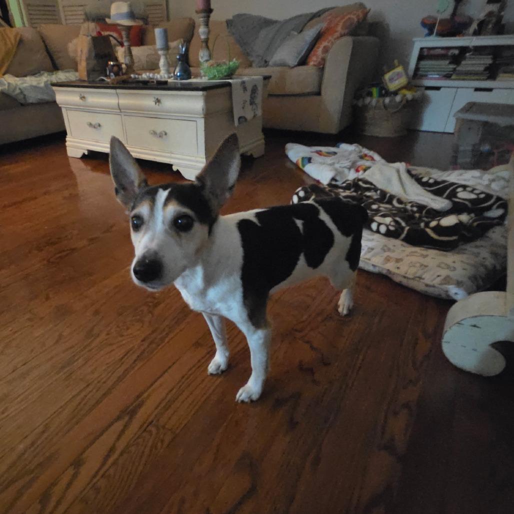 Enlarge Hedy (Peanut), a Adoptable Rat Terrier in Parkton, MD image 1/4