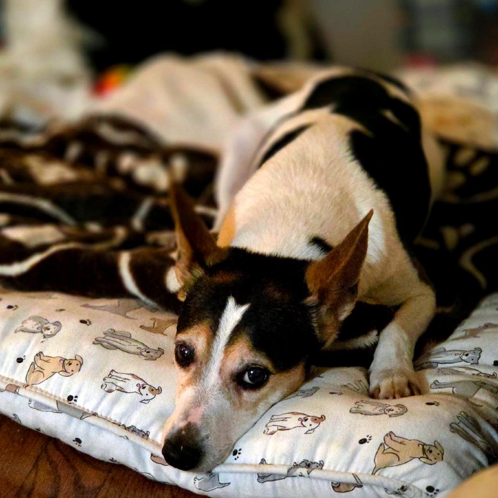 Enlarge Hedy (Peanut), a Adoptable Rat Terrier in Parkton, MD image 2/4