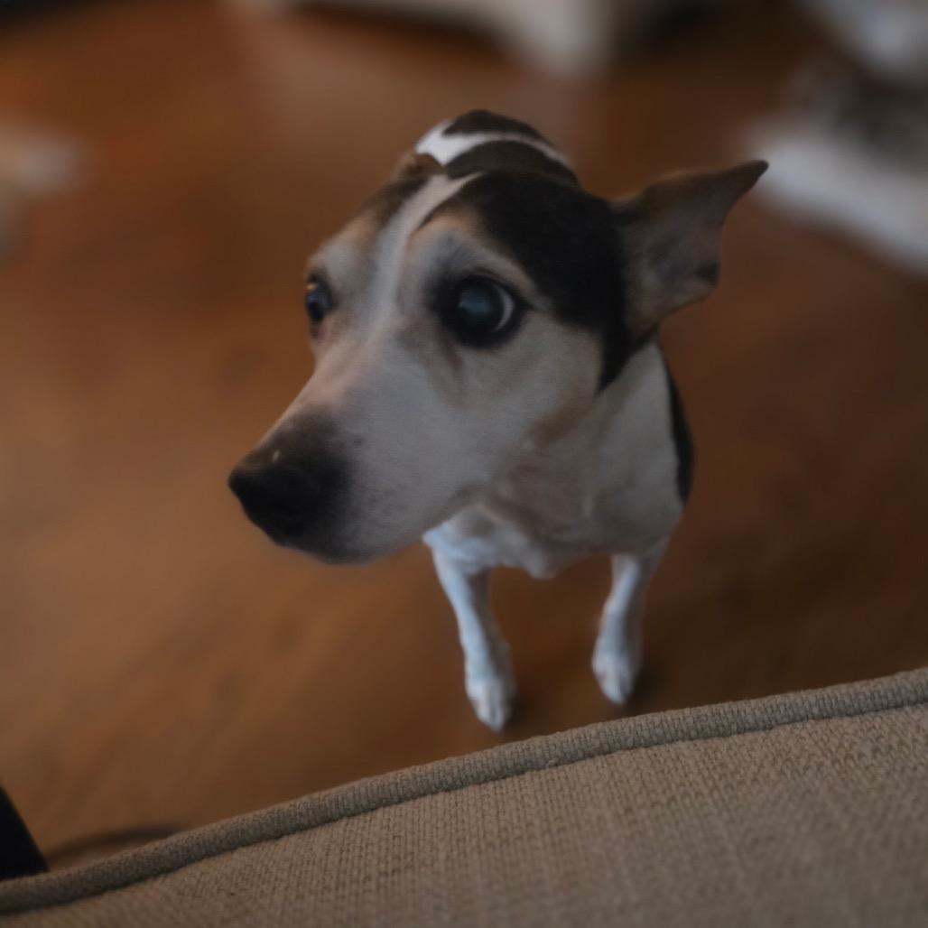 Enlarge Hedy (Peanut), a Adoptable Rat Terrier in Parkton, MD image 3/4
