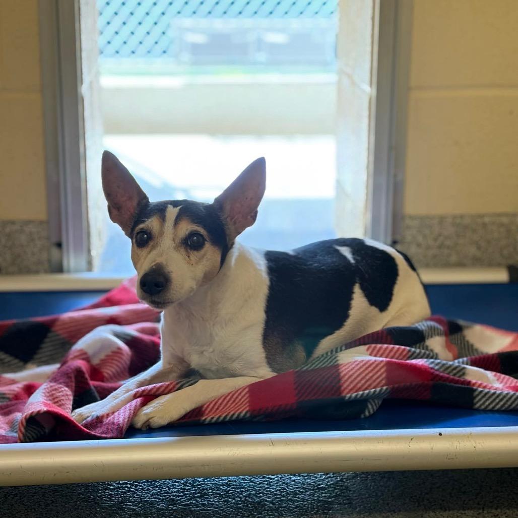 Enlarge Hedy (Peanut), a Adoptable Rat Terrier in Parkton, MD image 4/4