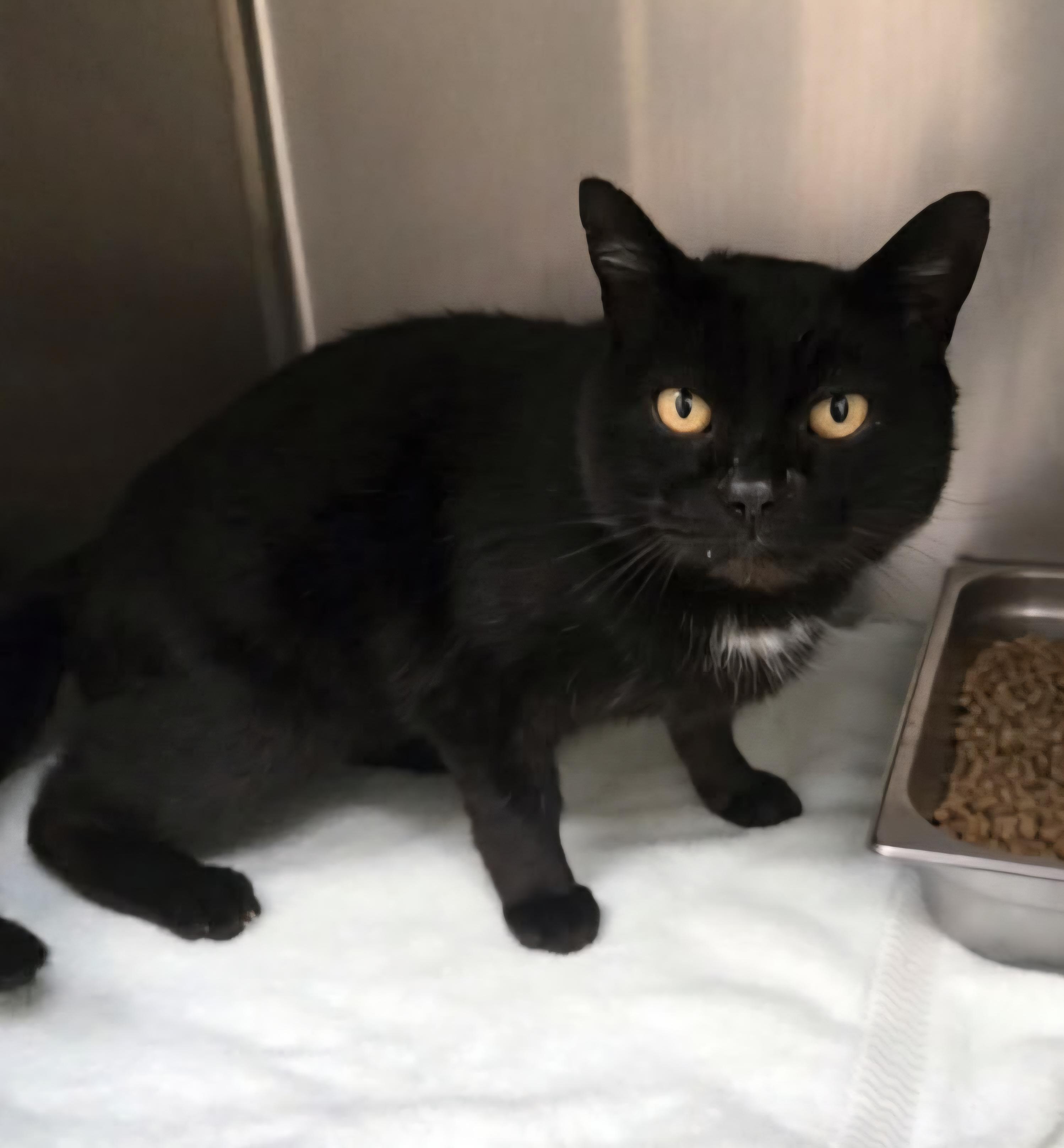 Enlarge Lonnie - senior at Petsense , a ADOPTABLE Domestic Short Hair in Amherst, VA image 1/1