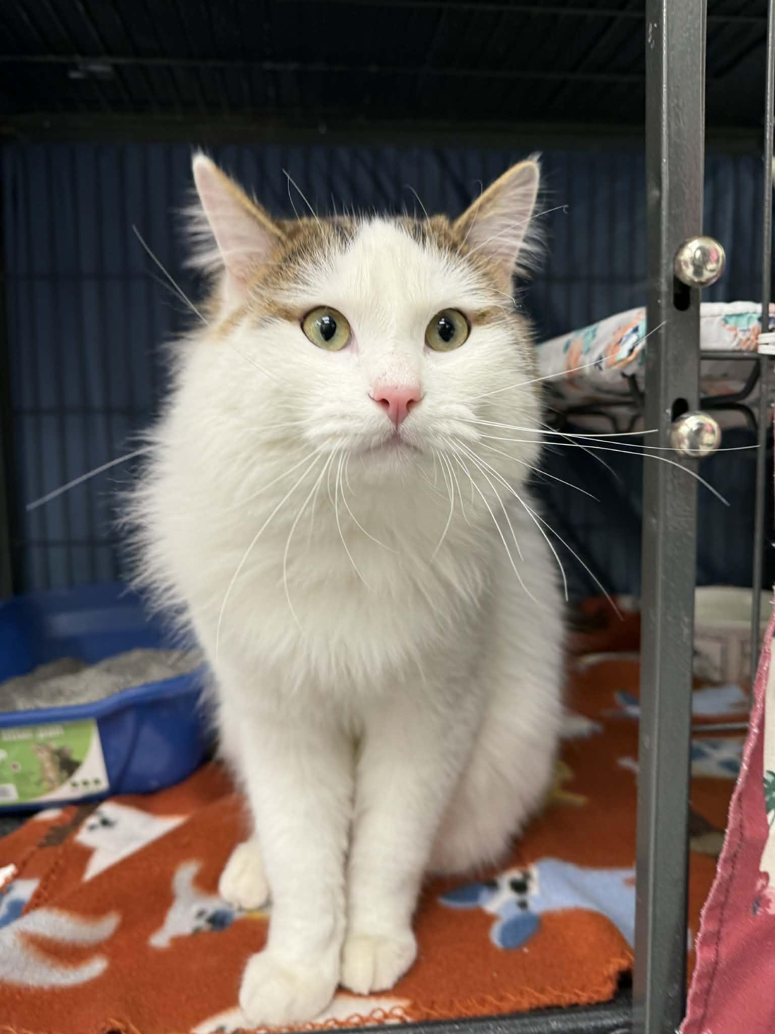 Enlarge Whiskers, an adopted Domestic Long Hair in Martinsville, IN image 1/1