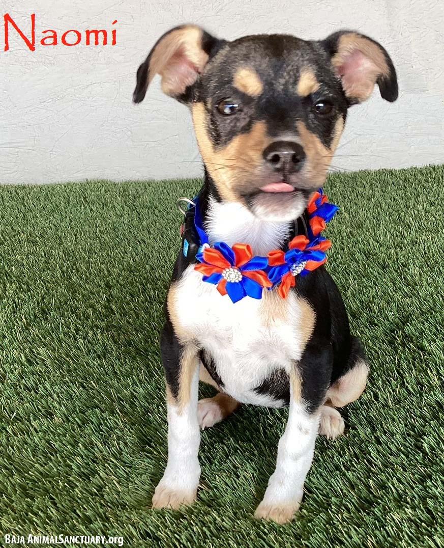 Naomi, an adopted mixed breed in San Diego, CA image 1/3