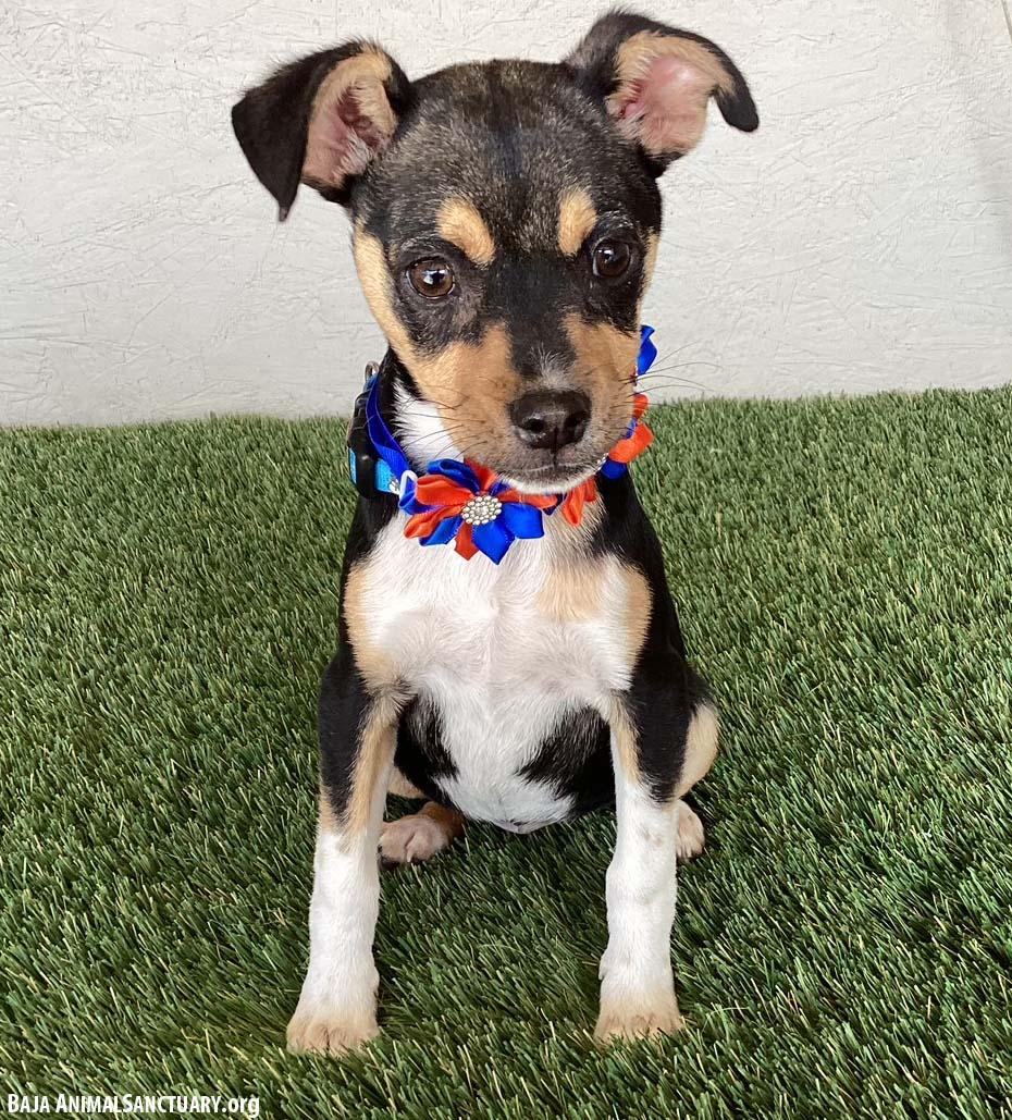 Naomi, an adopted mixed breed in San Diego, CA image 2/3