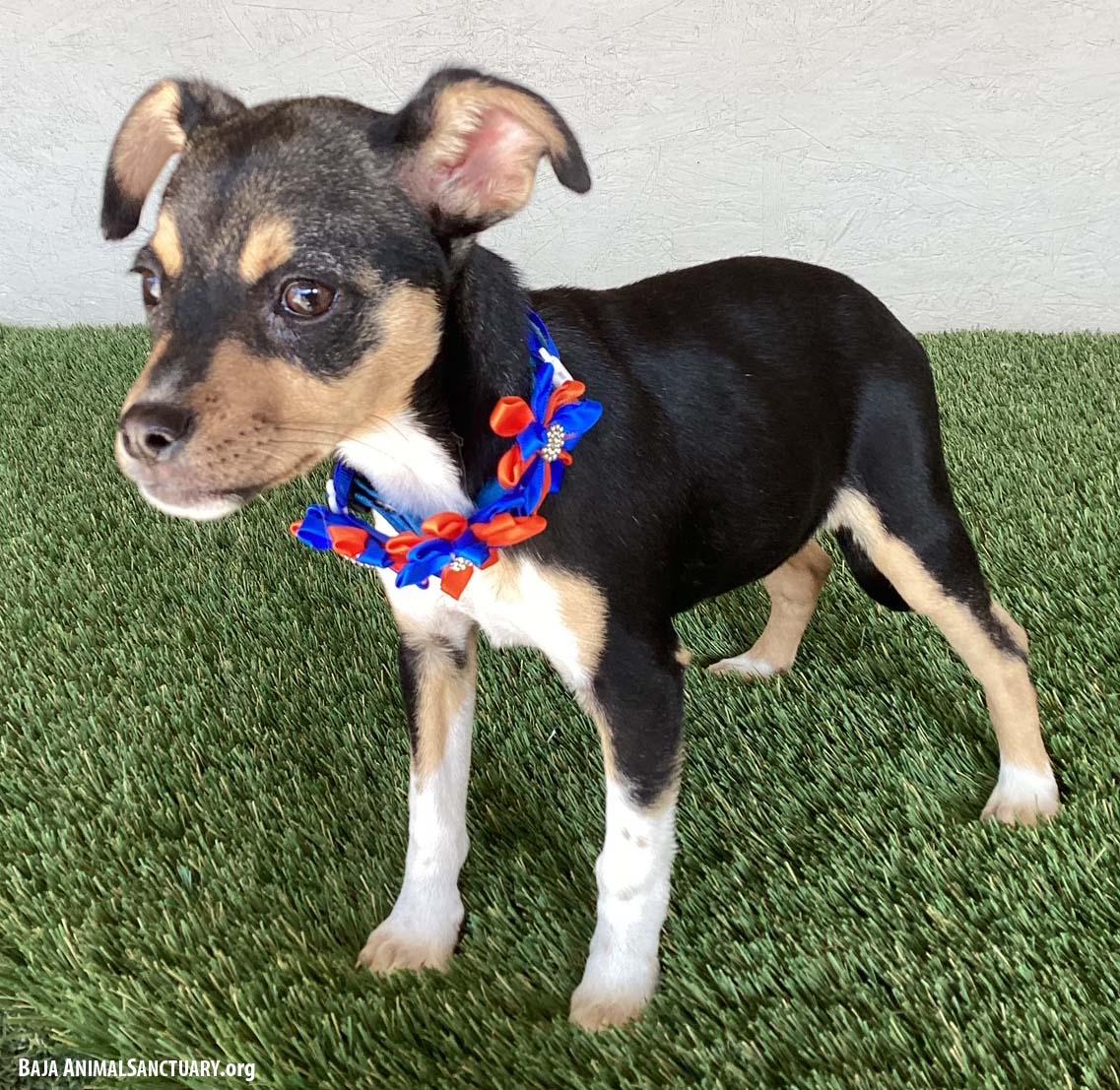 Naomi, an adopted mixed breed in San Diego, CA image 3/3