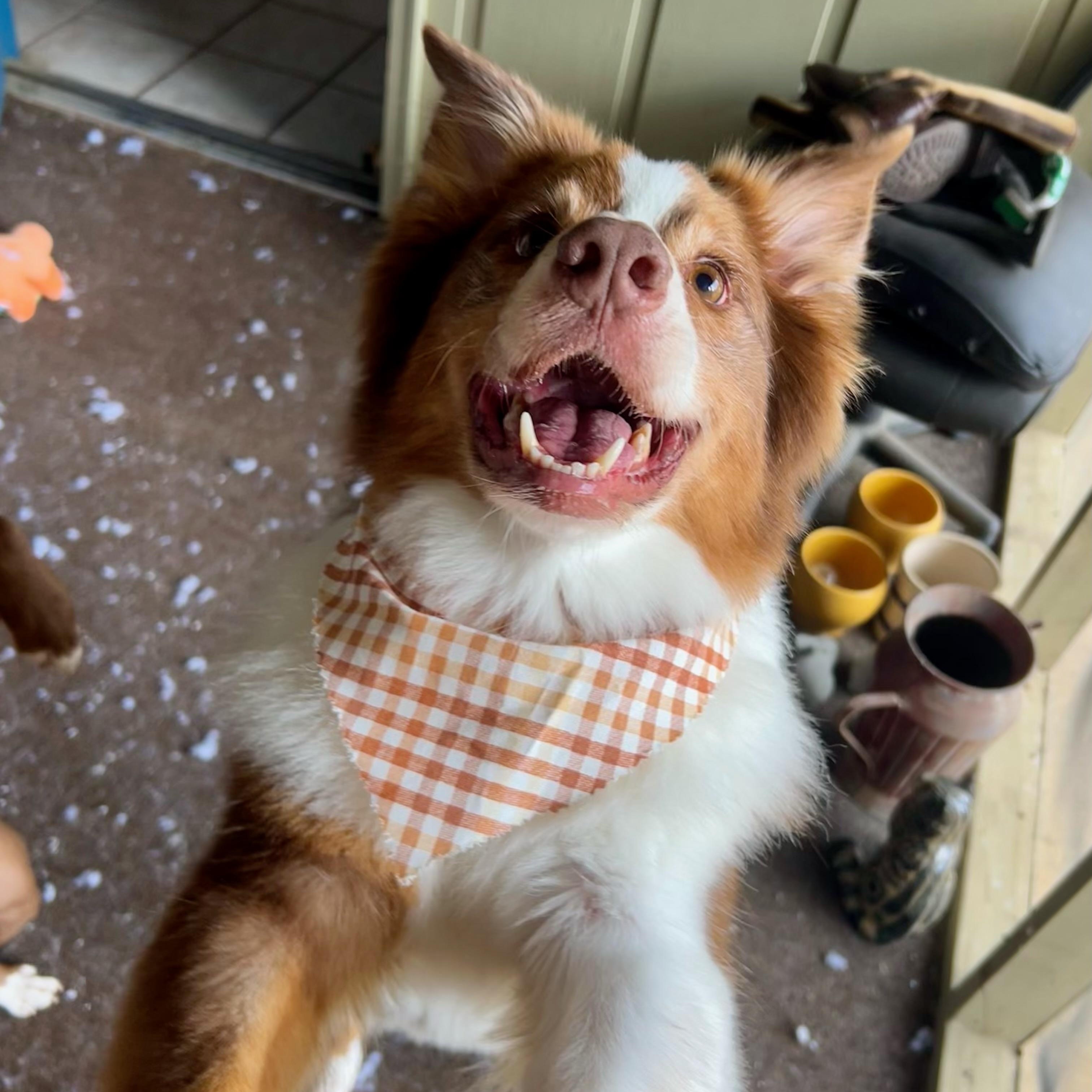Enlarge Zade, a ADOPTABLE Australian Shepherd in Birmingham, AL image 1/5