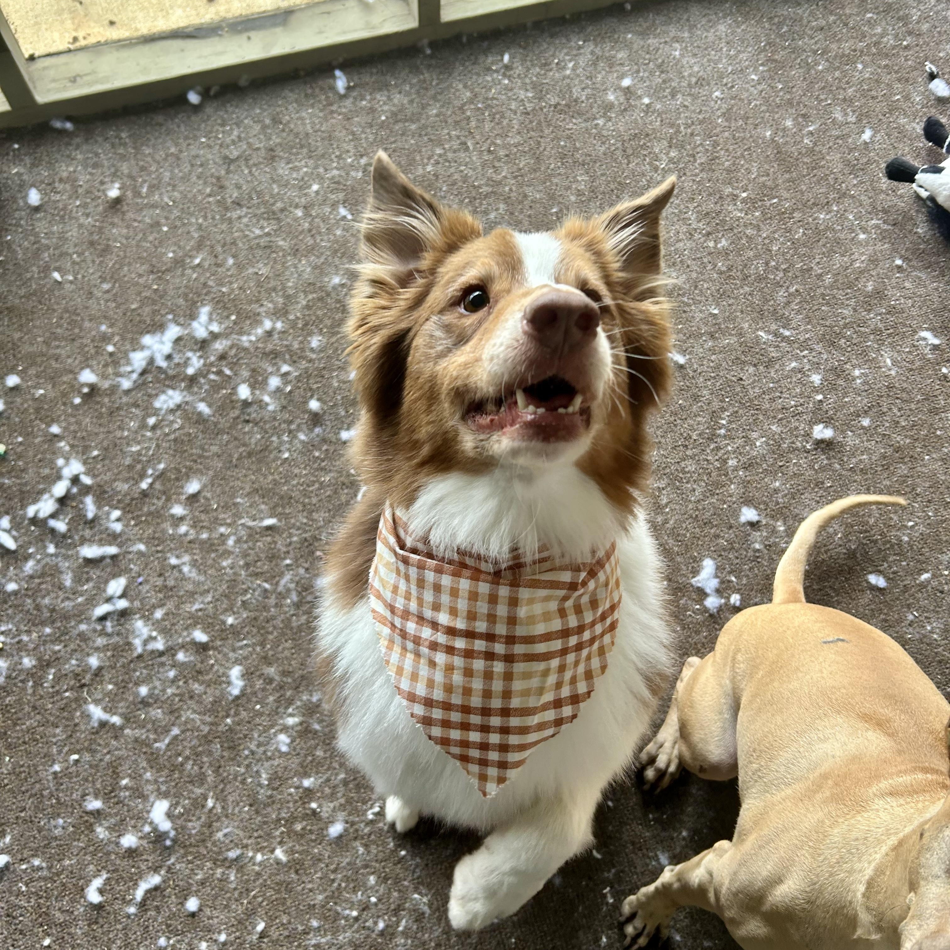 Enlarge Zade, a ADOPTABLE Australian Shepherd in Birmingham, AL image 2/5