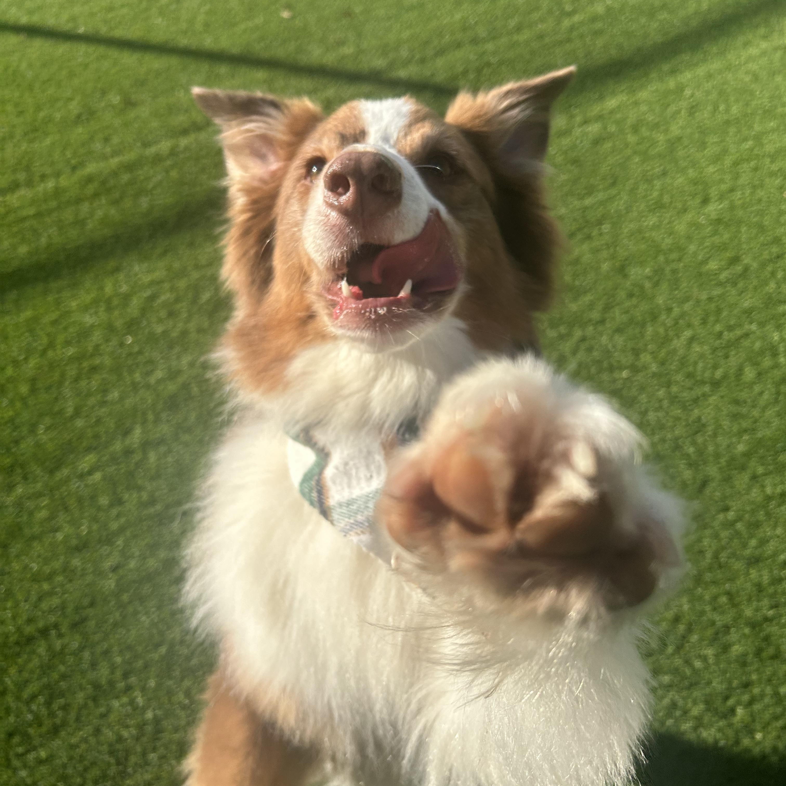 Enlarge Zade, a ADOPTABLE Australian Shepherd in Birmingham, AL image 3/5