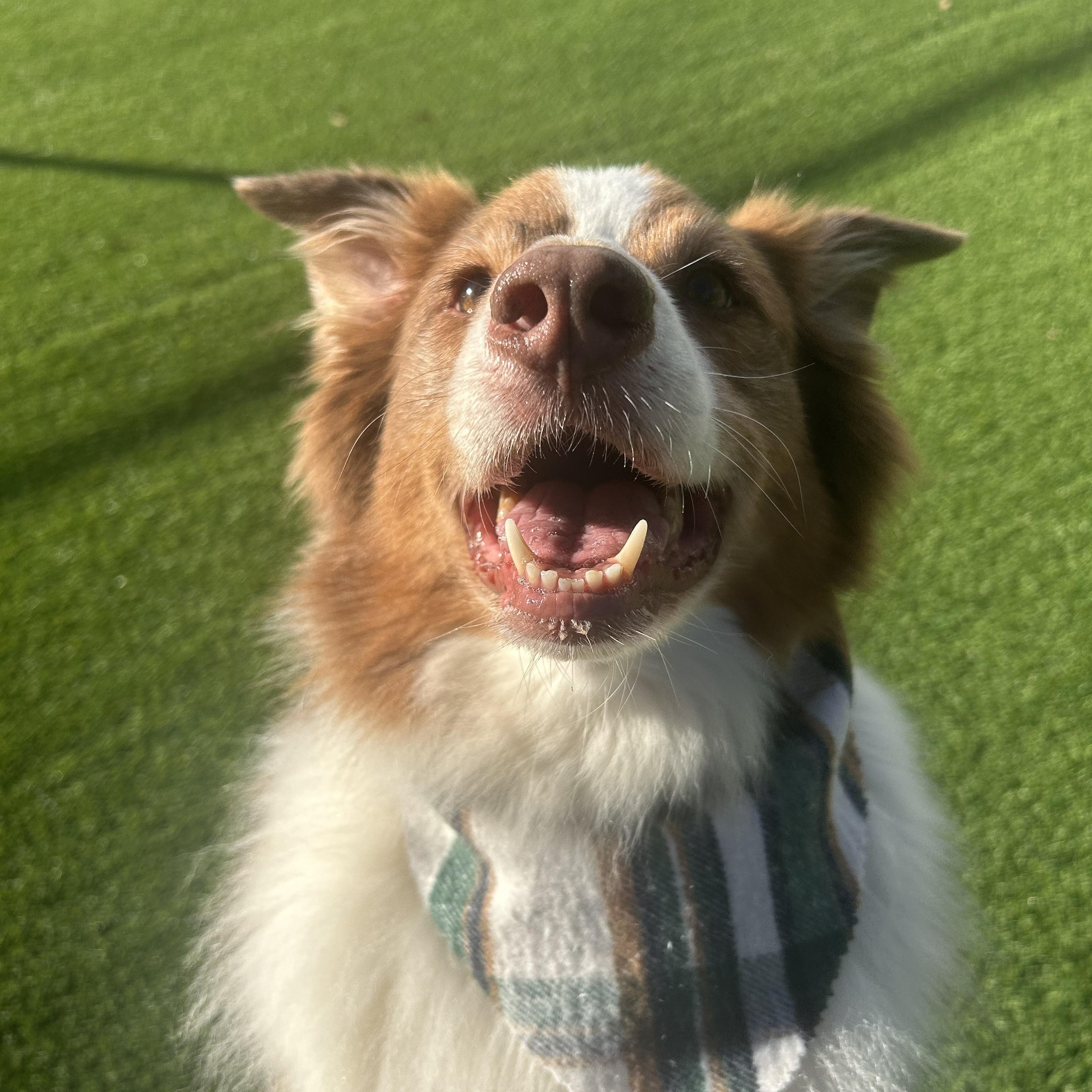 Enlarge Zade, a ADOPTABLE Australian Shepherd in Birmingham, AL image 4/5