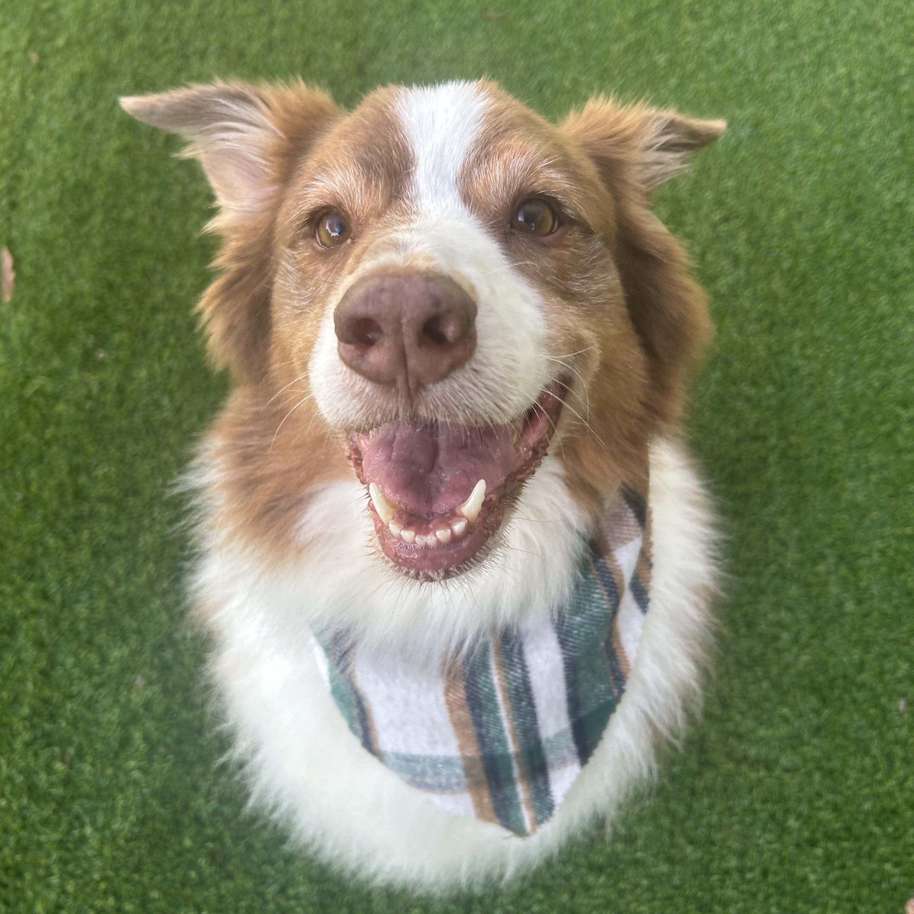 Enlarge Zade, a ADOPTABLE Australian Shepherd in Birmingham, AL image 5/5
